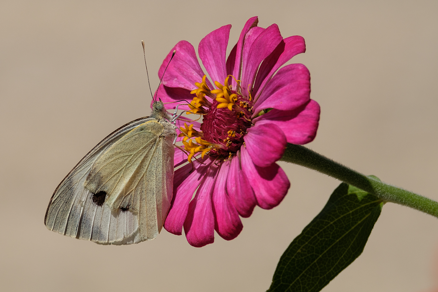 Cavolaia su zinnia.
