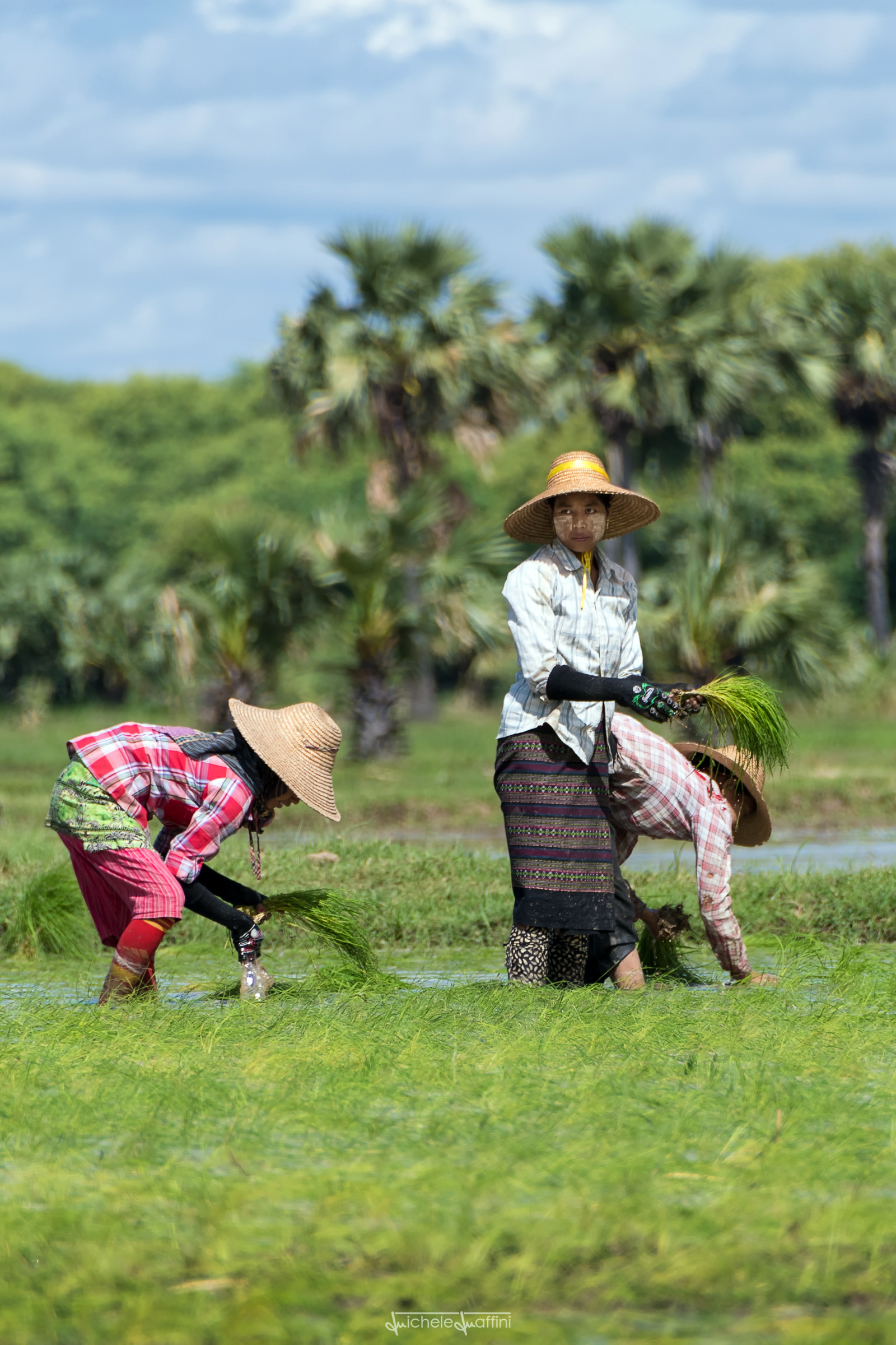Myanmar - Yandabo, tanto sudore per un pugno di riso