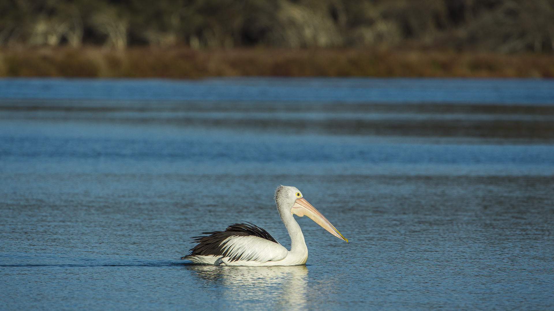Pelecanus conspicillatus (Australian Pelican)
