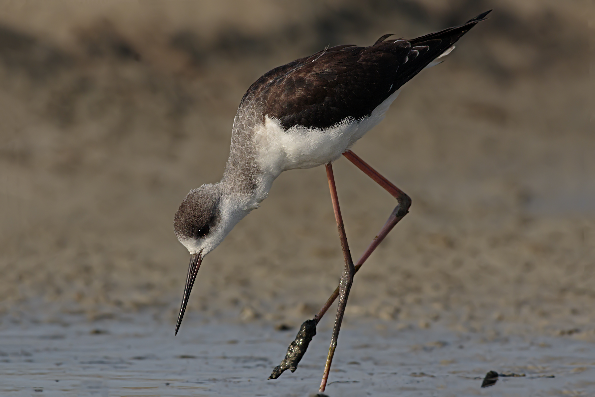 Knight of Italy juv.