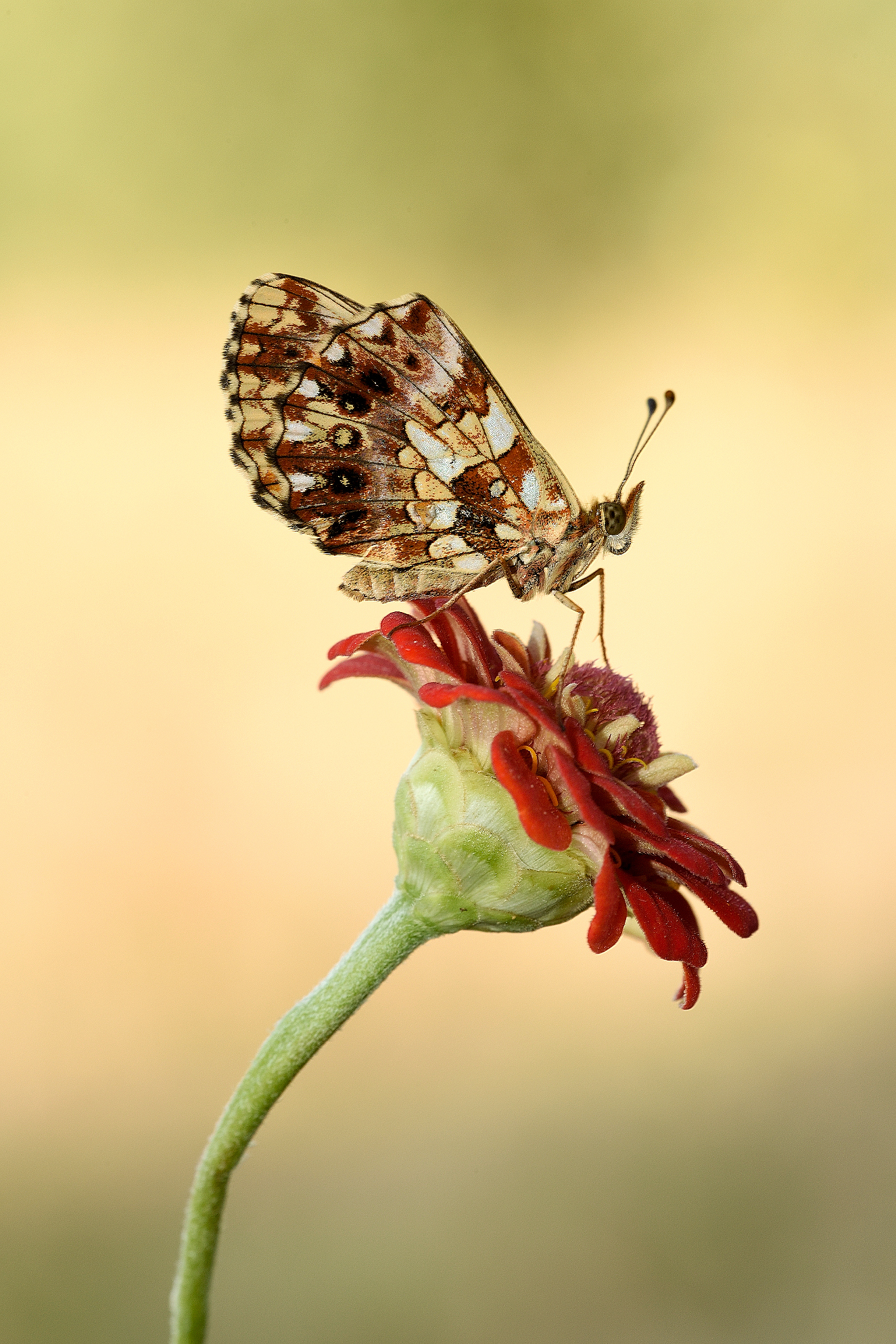 Psychedelic Butterfly
