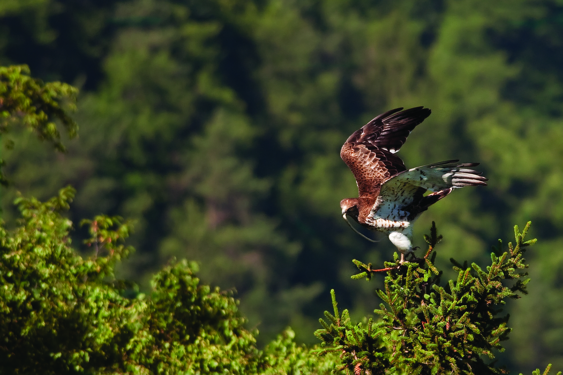 White - Male with prey for the young man