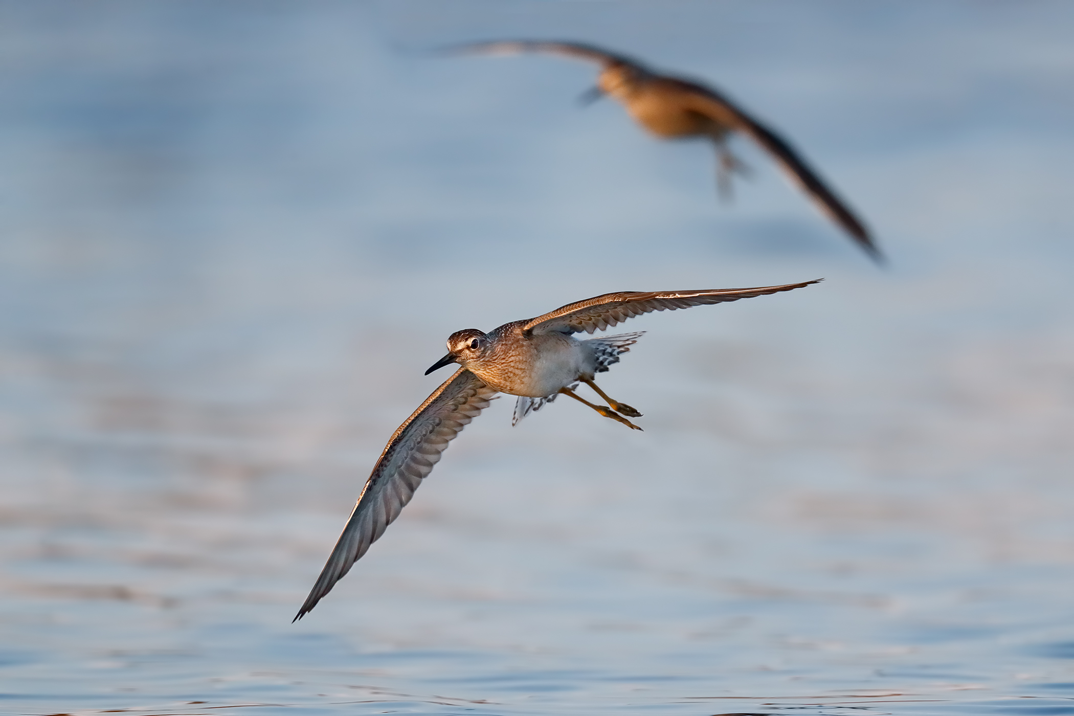 Piro piro boschereccio al tramonto