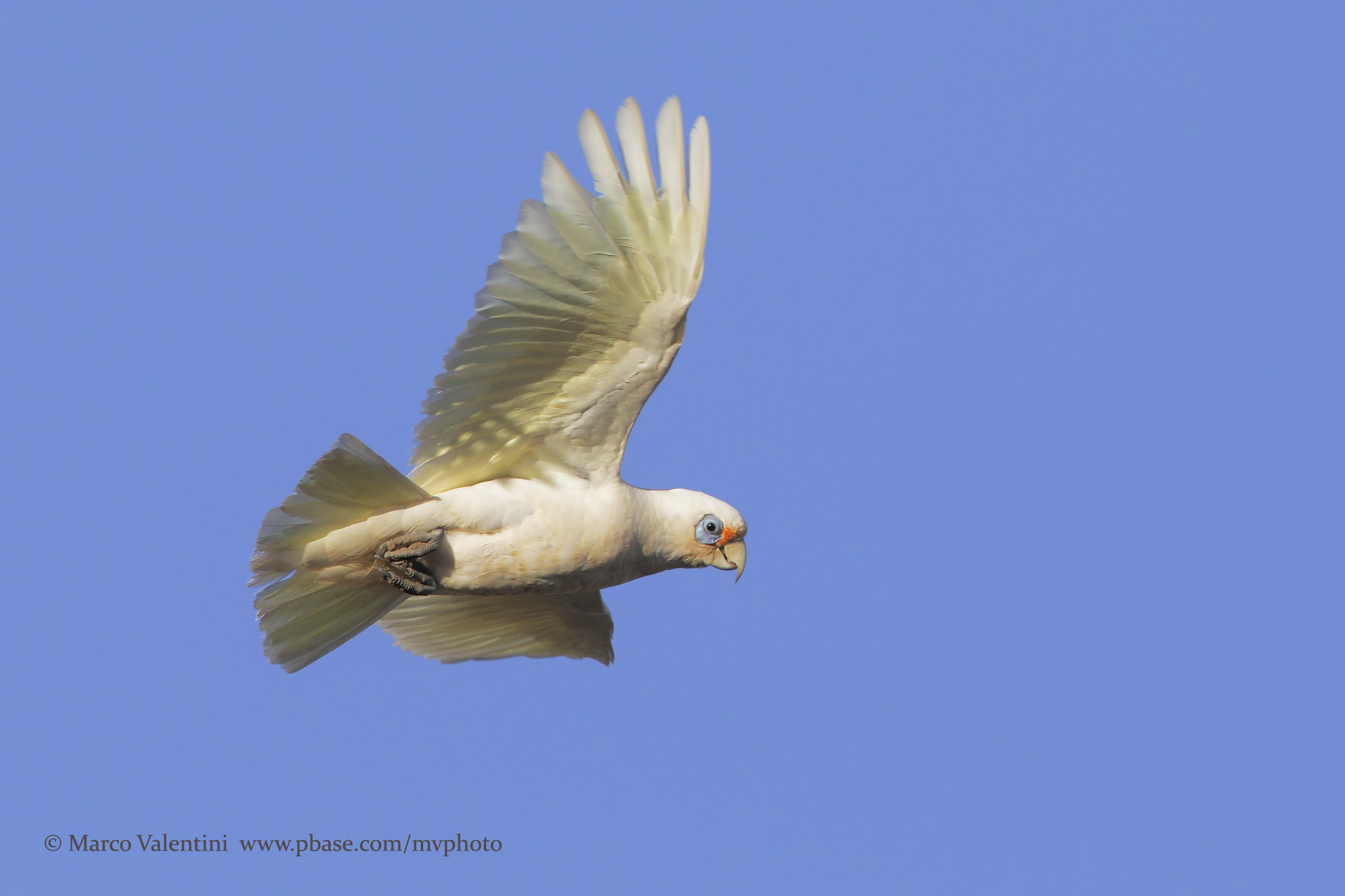 Western corella