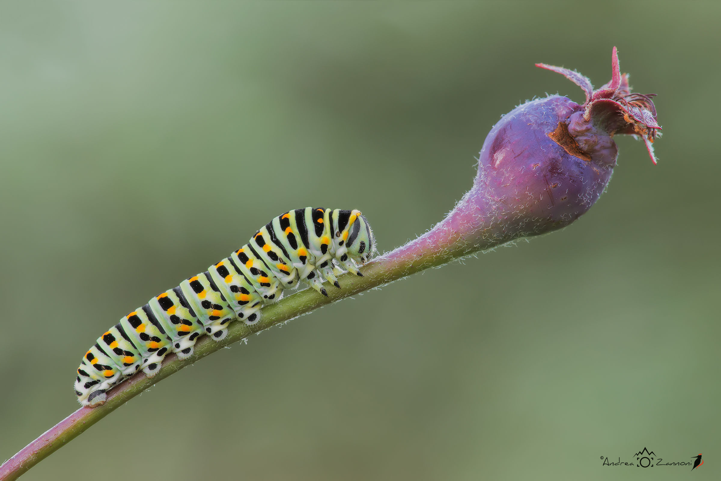 The forbidden fruit ...