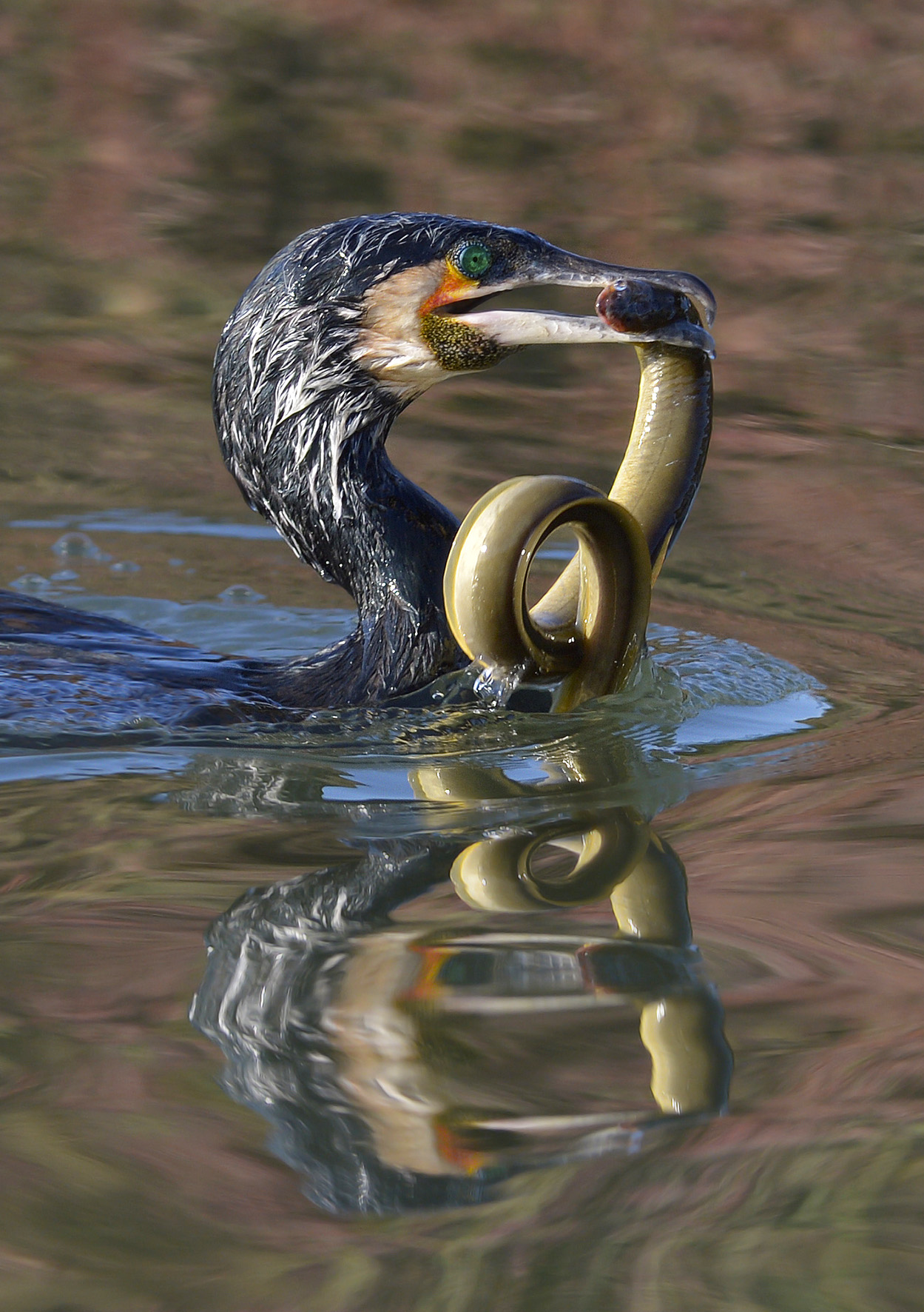 Riflessi. Cormoraano con anguilla.