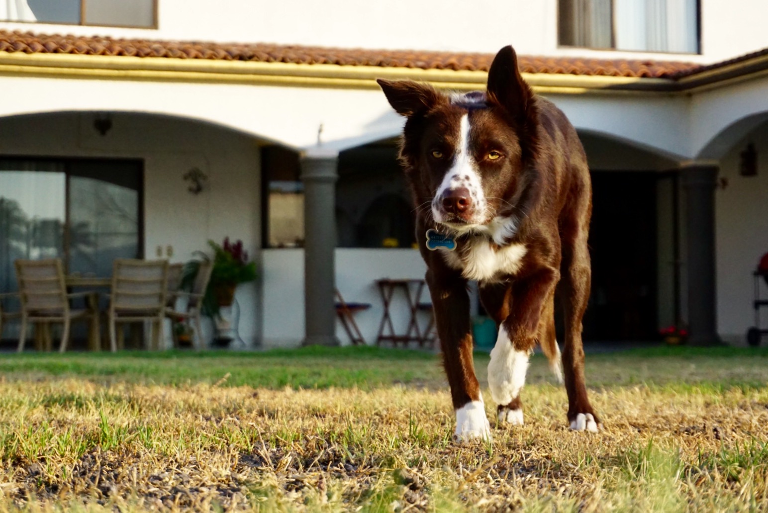 Molly the Border Collie
