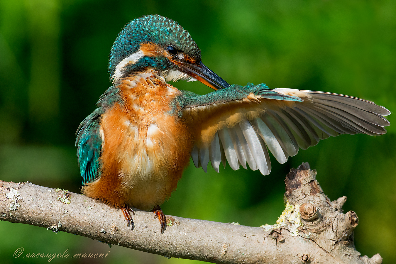 Cutting to the wings