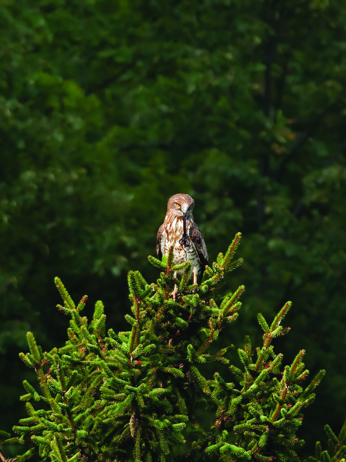 Biancone - Nods to sew