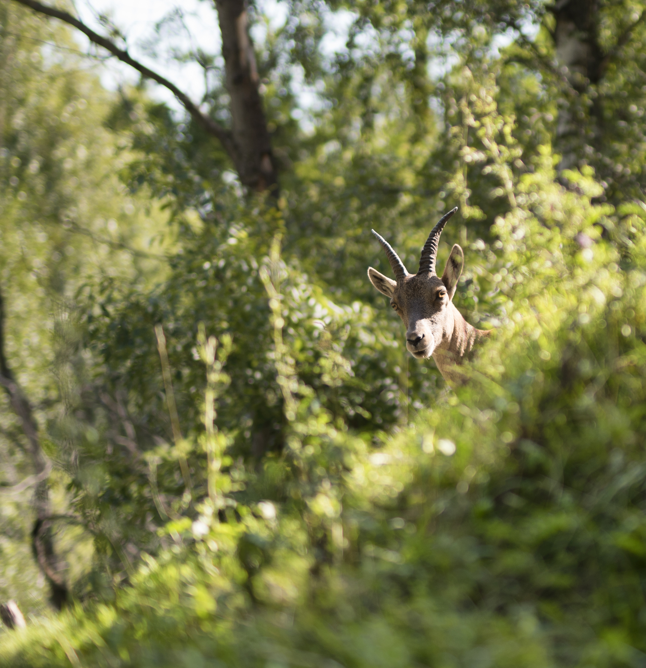 The look of the ibex