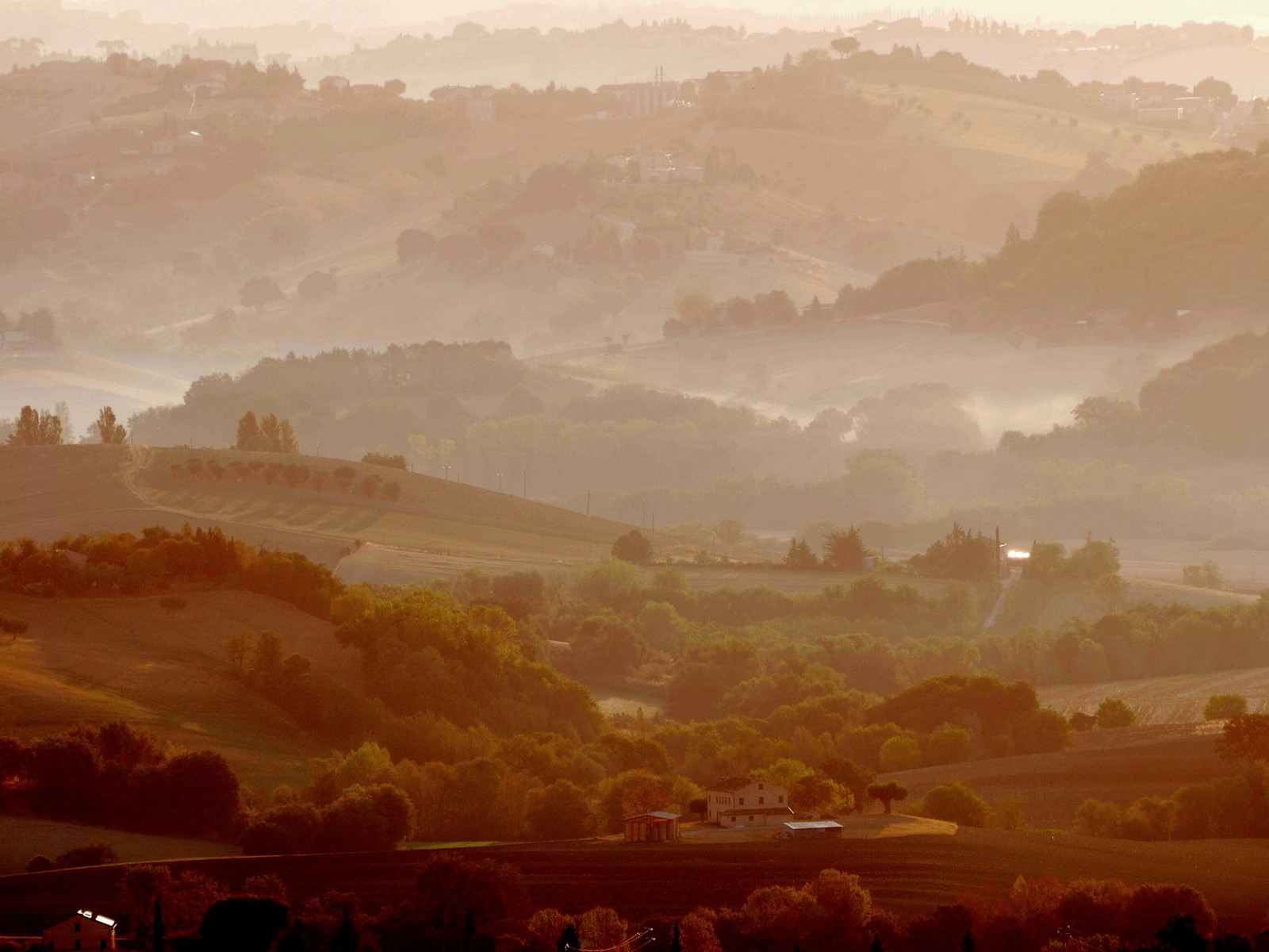 Collies macerated at dawn