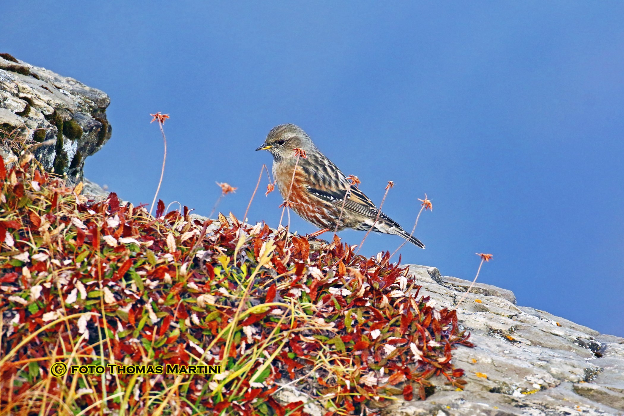 Sordone su Rossello Alpino