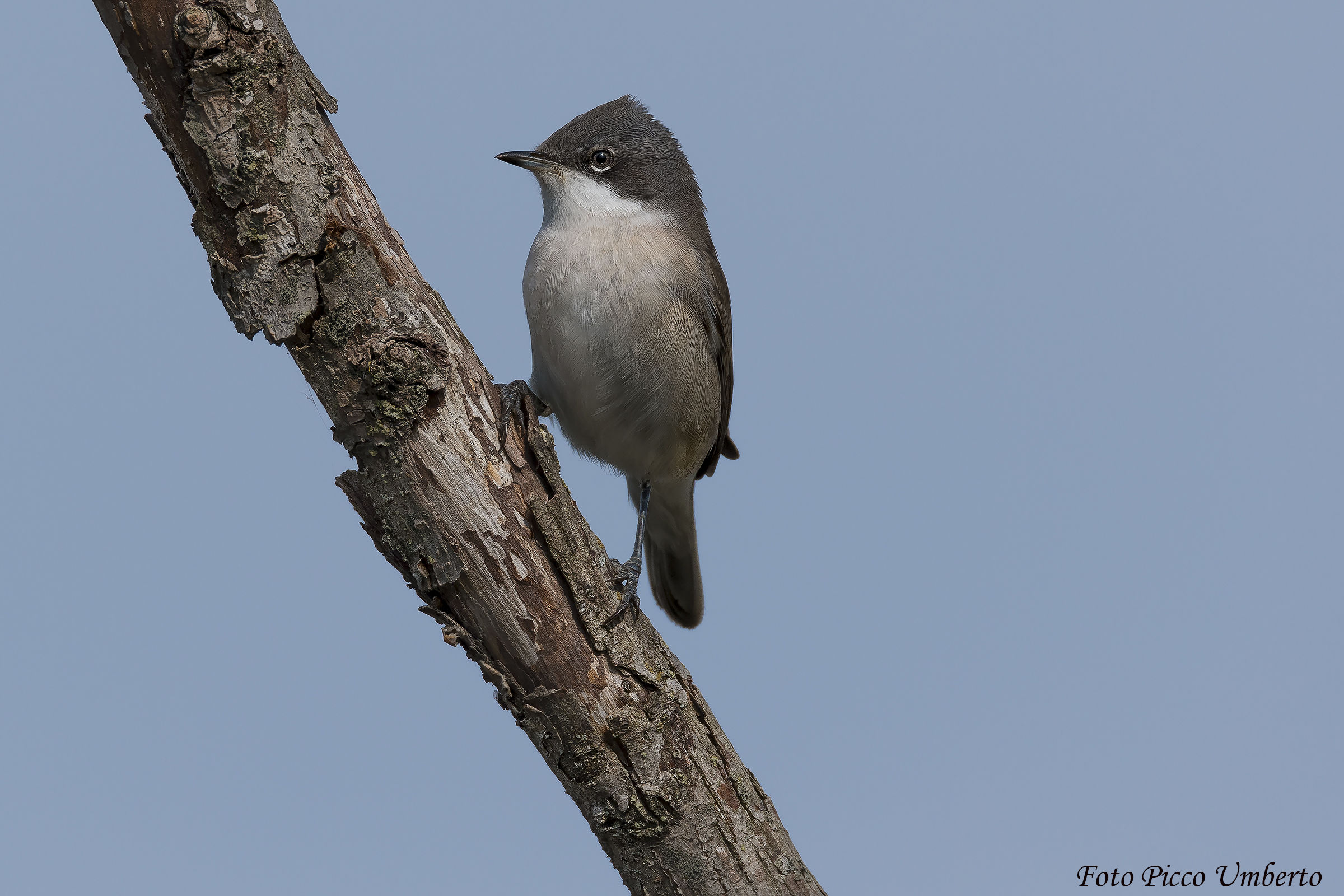 bigiarella ? ba cosi mi pare