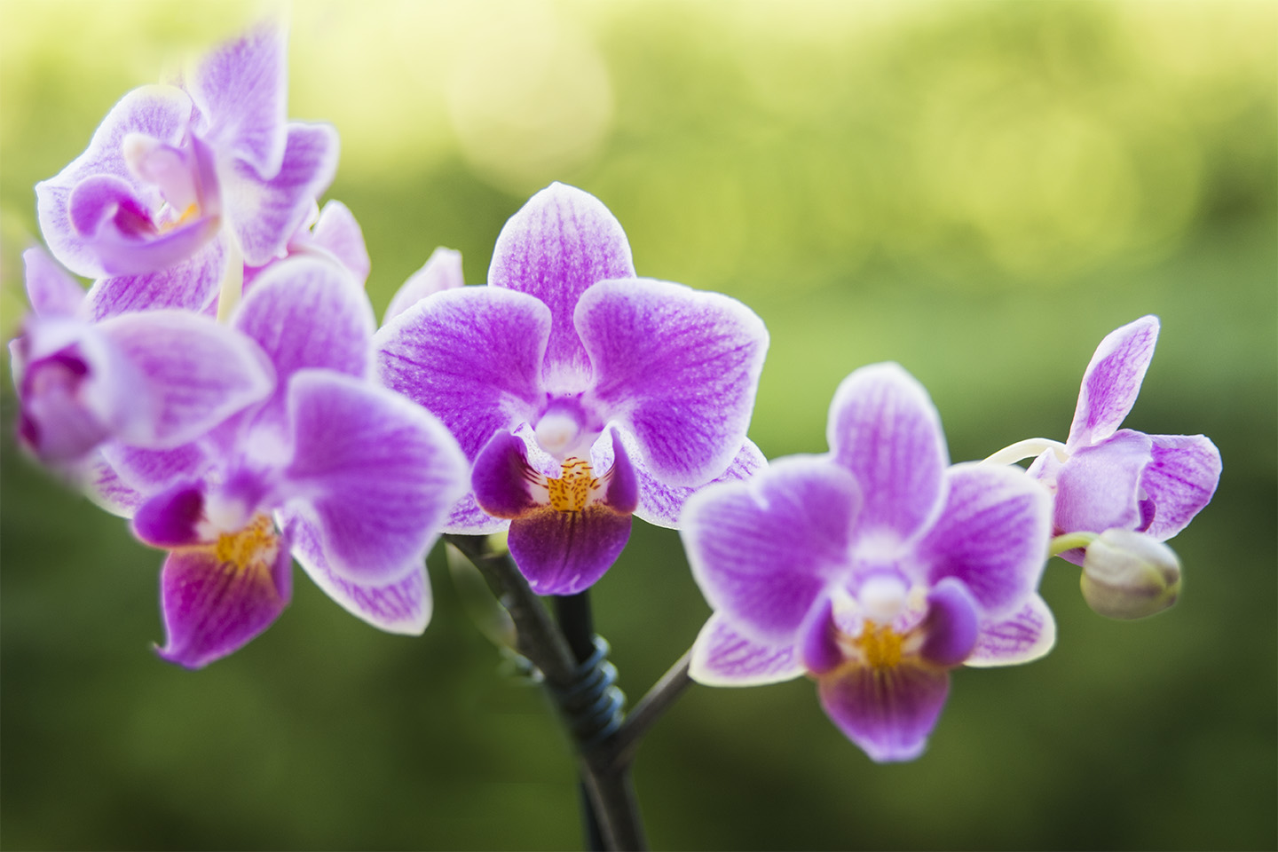 orchidee