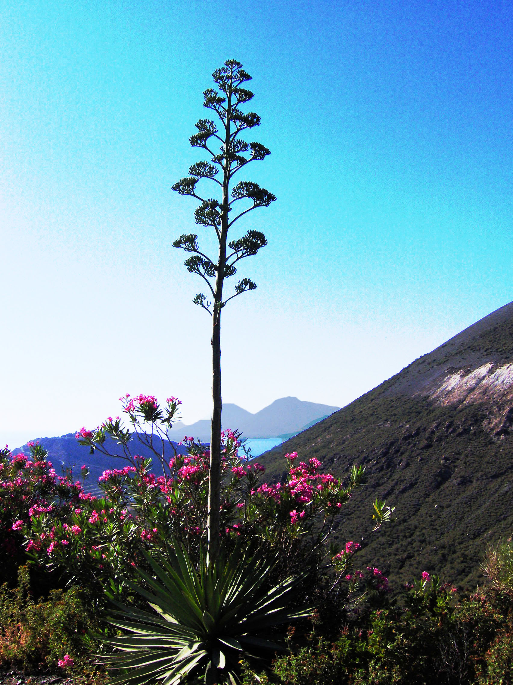 Isola di Vulcano, agave
