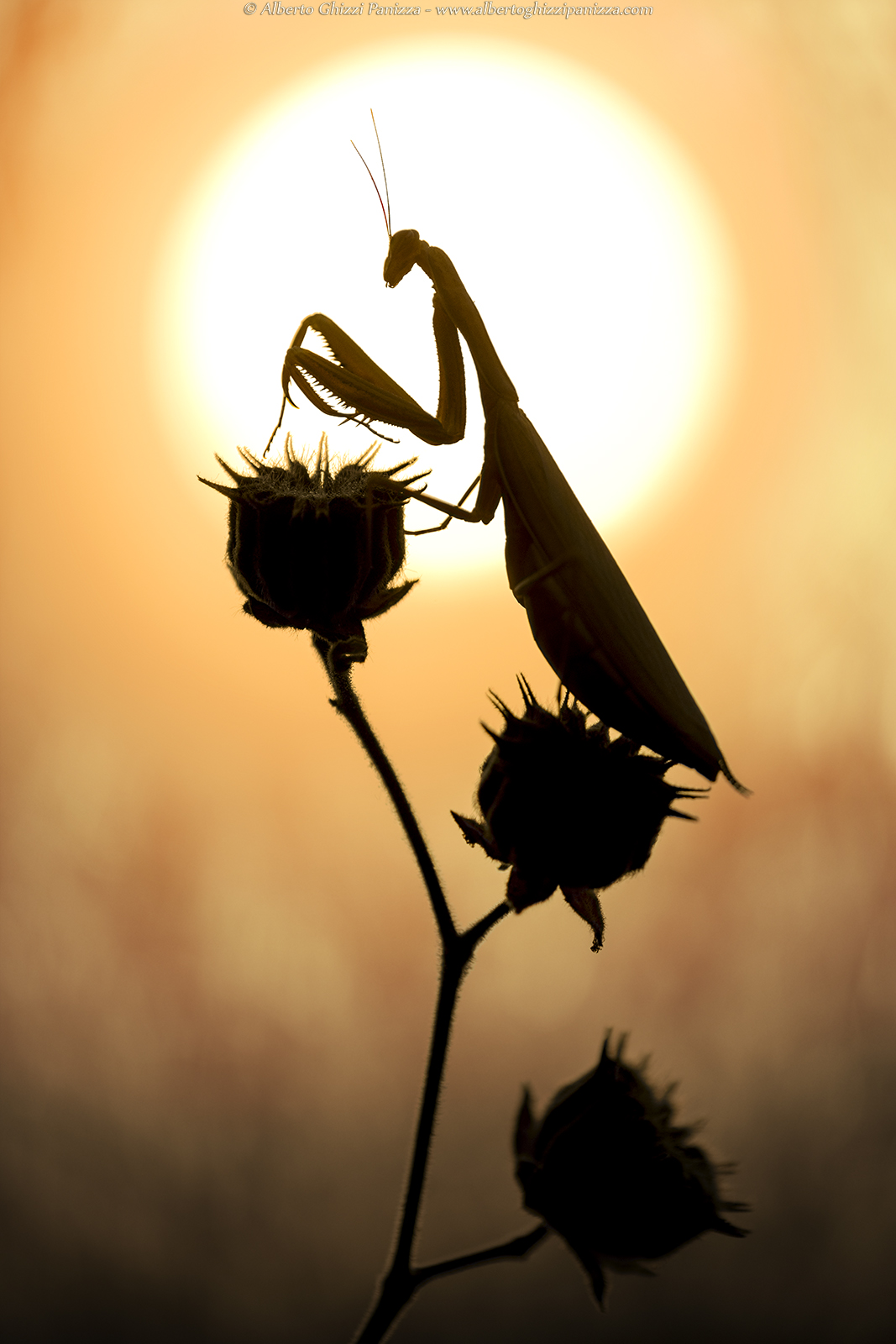 The awakening of the mantis