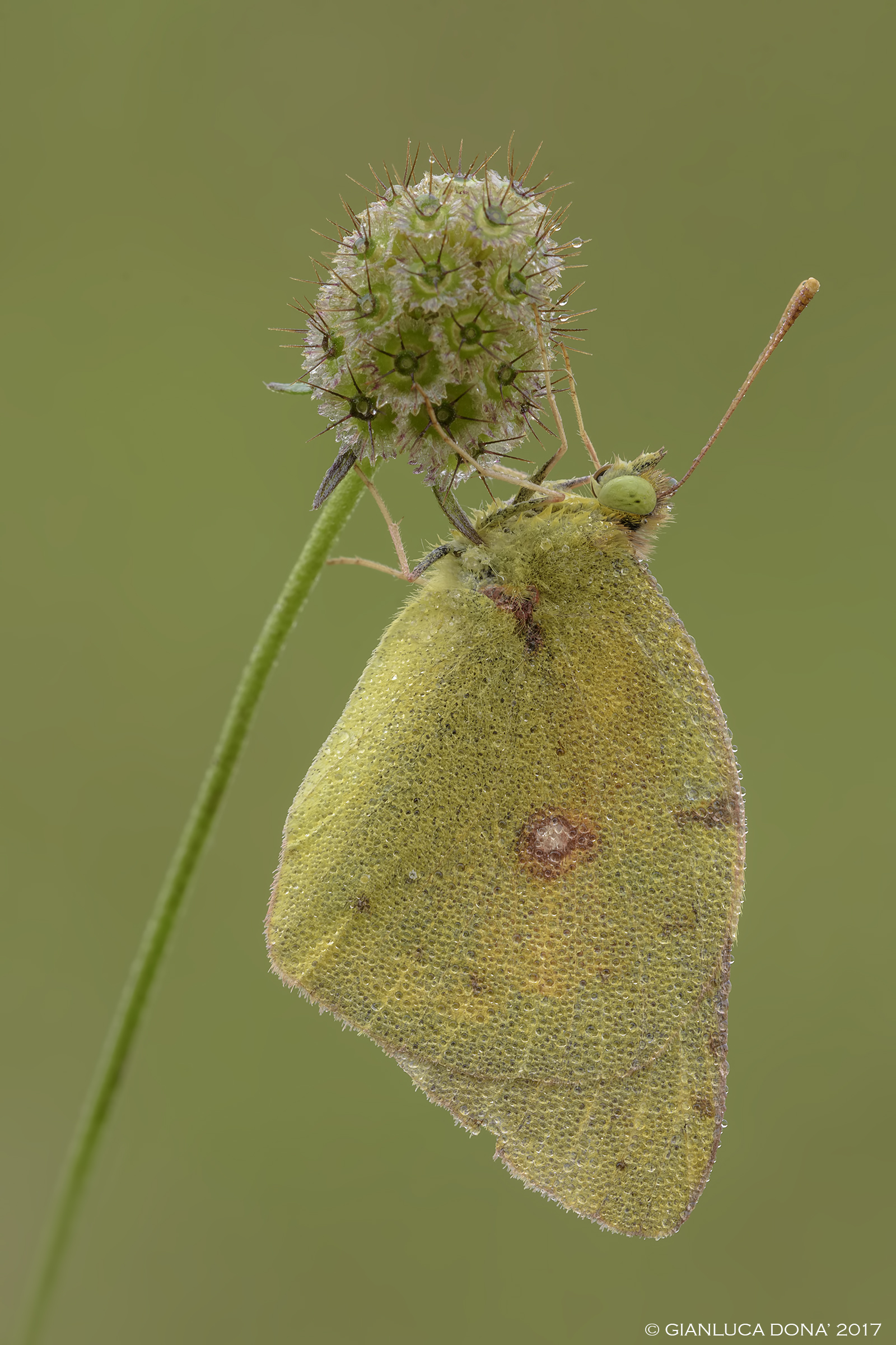 Colias crocea Fourcroy, 1785