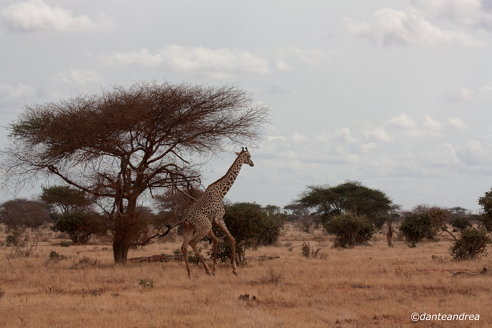 Giraffe running