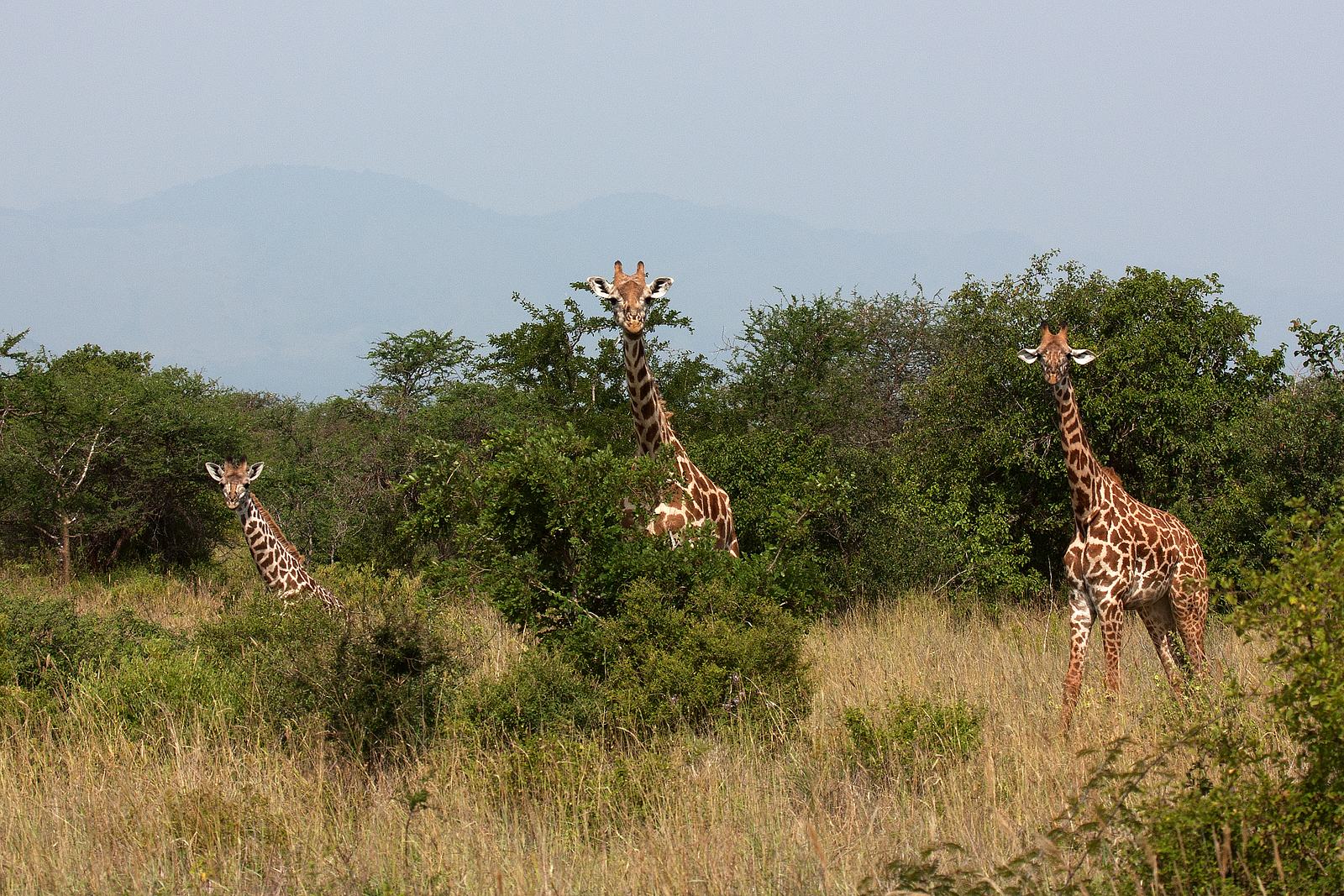 Family of giraffes
