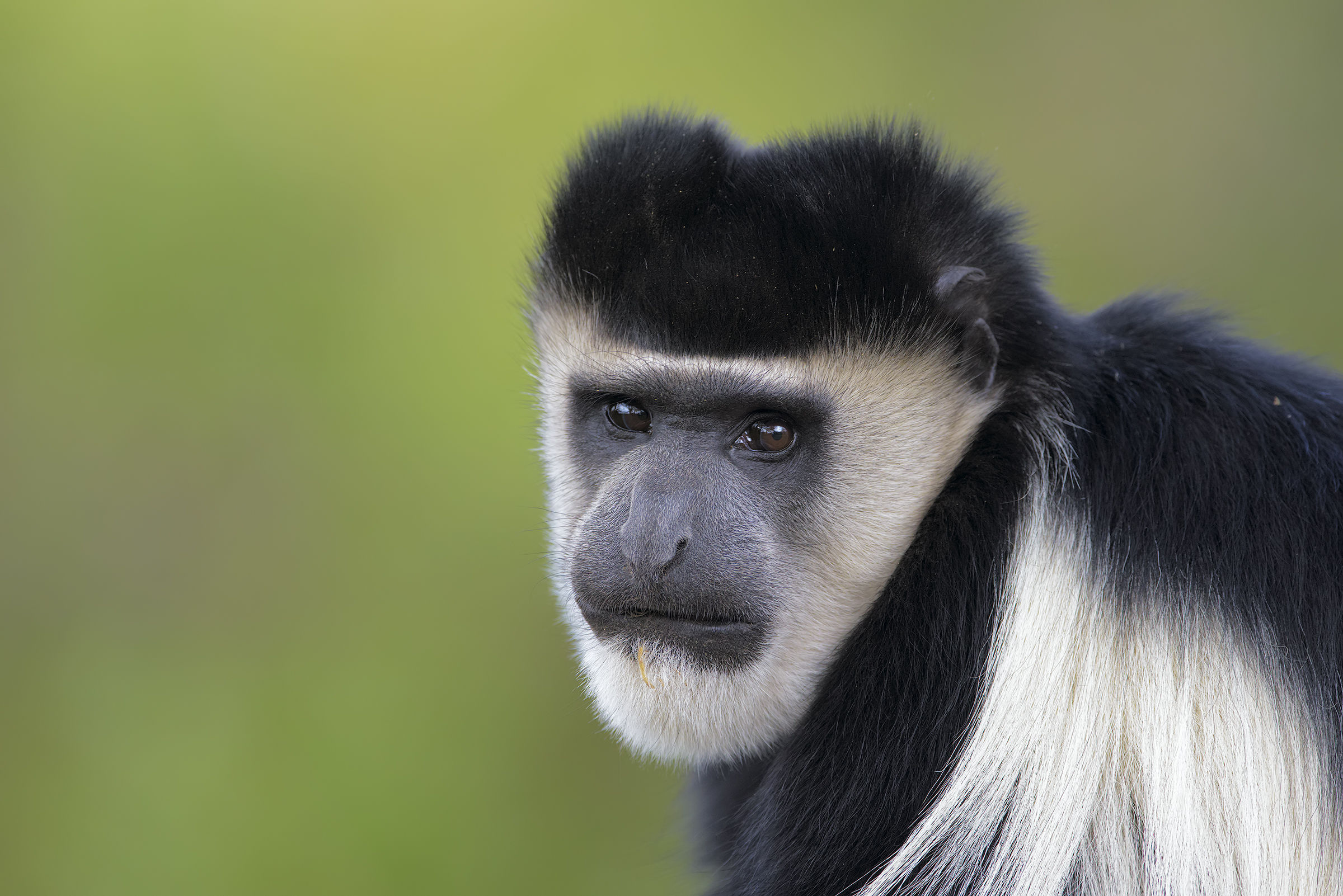 Timido ma non troppo