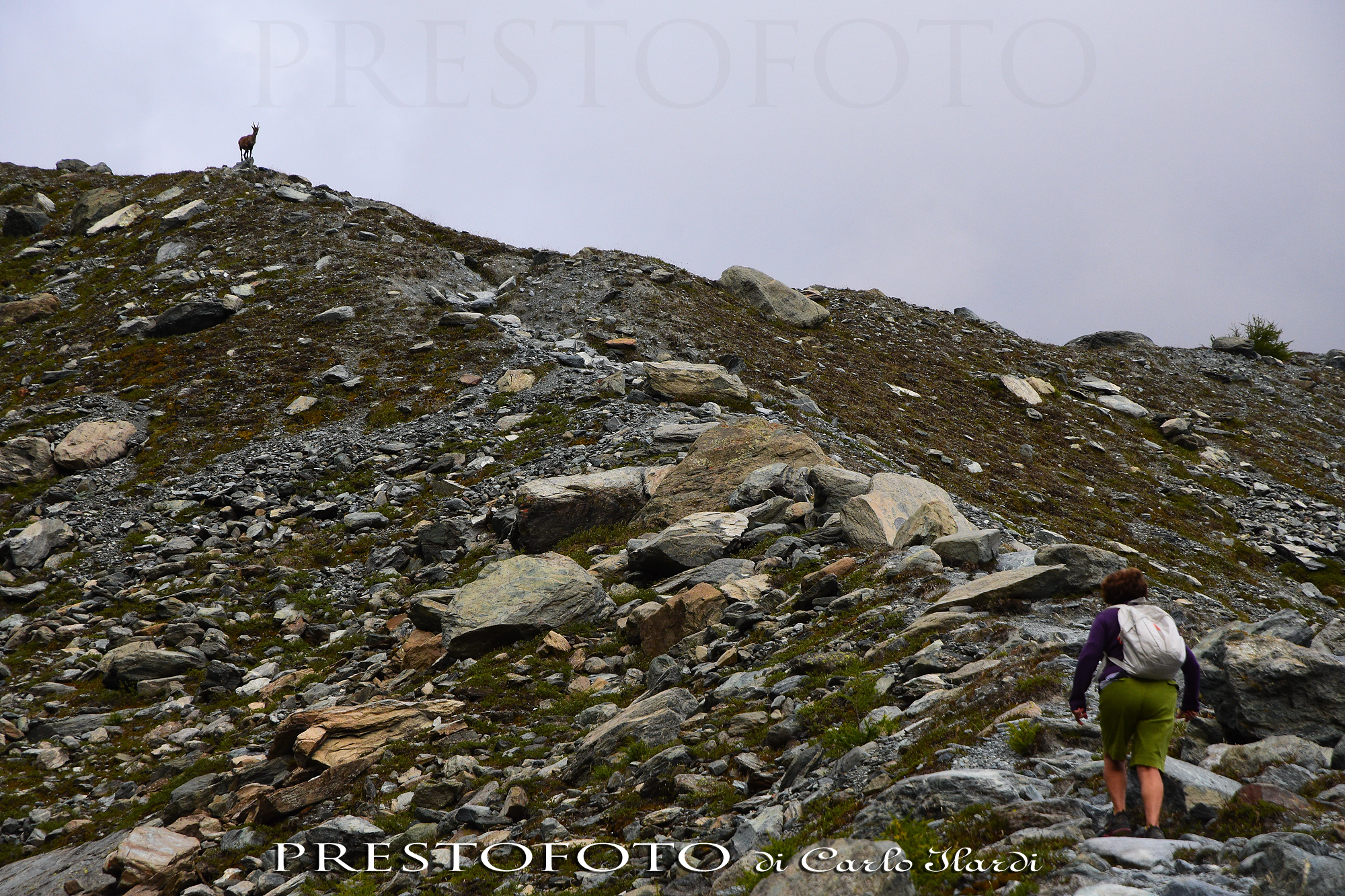 il guardiano del sentiero (monterosa, rifugio mezzalama