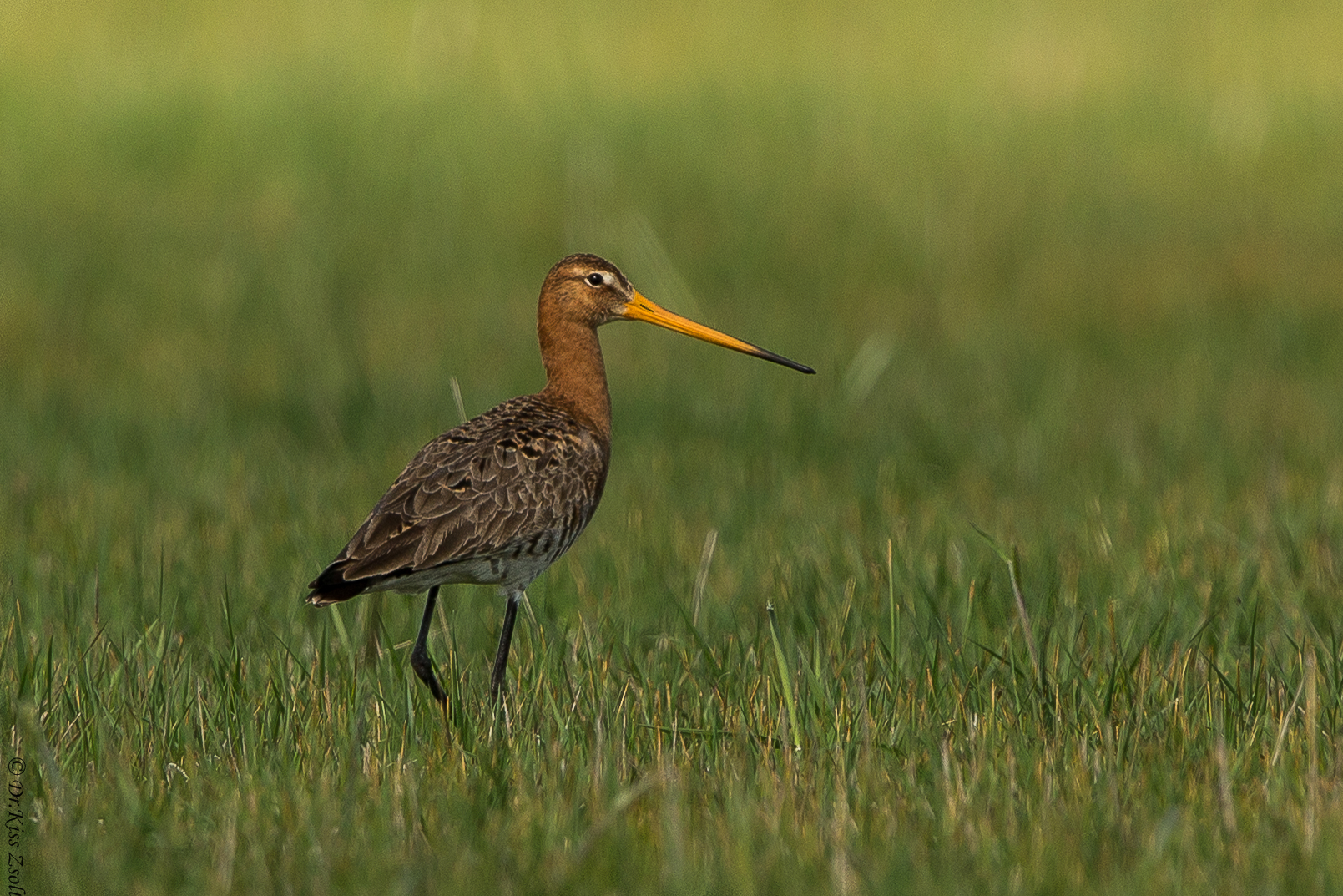 cervo nero (Limosa limosa)