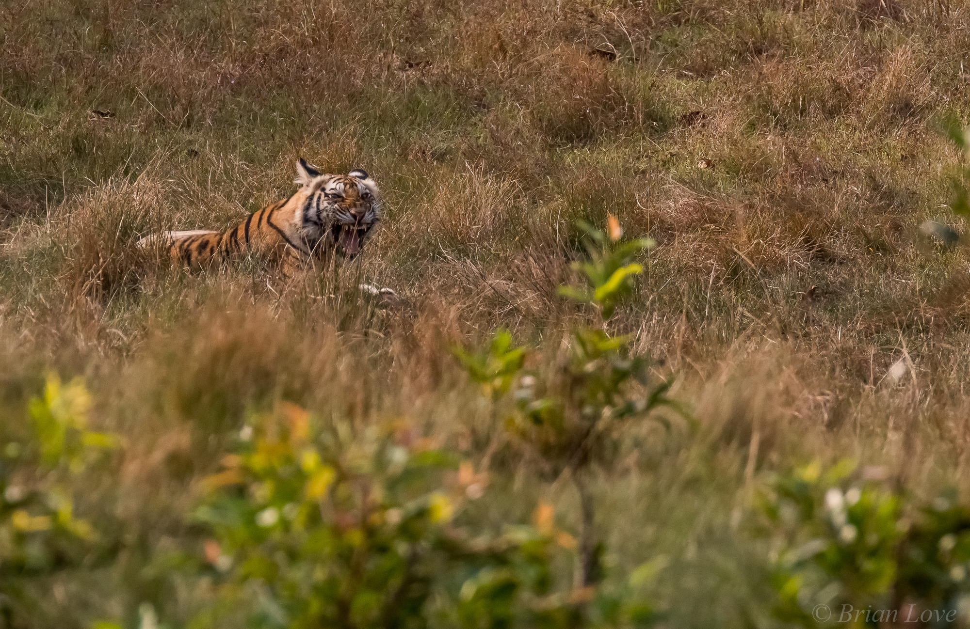 Young Tiger, Big Attitude!