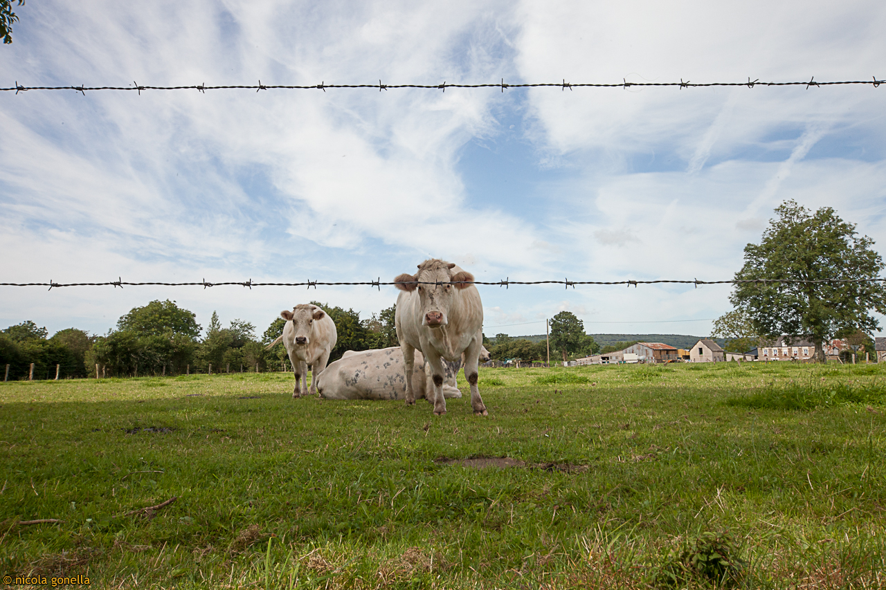 vache de Normandie