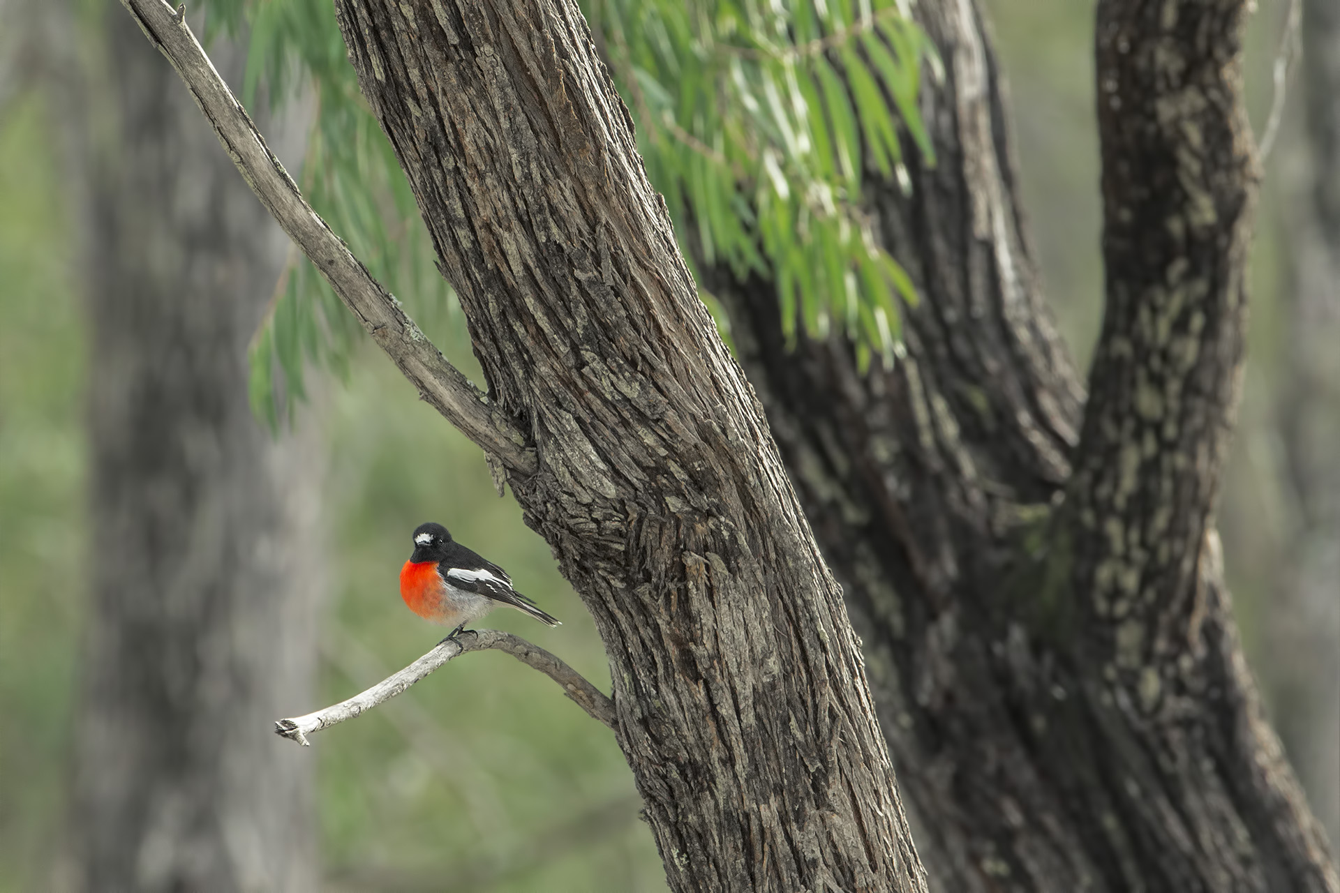 Petroica boodang (Petroica scarlatta)