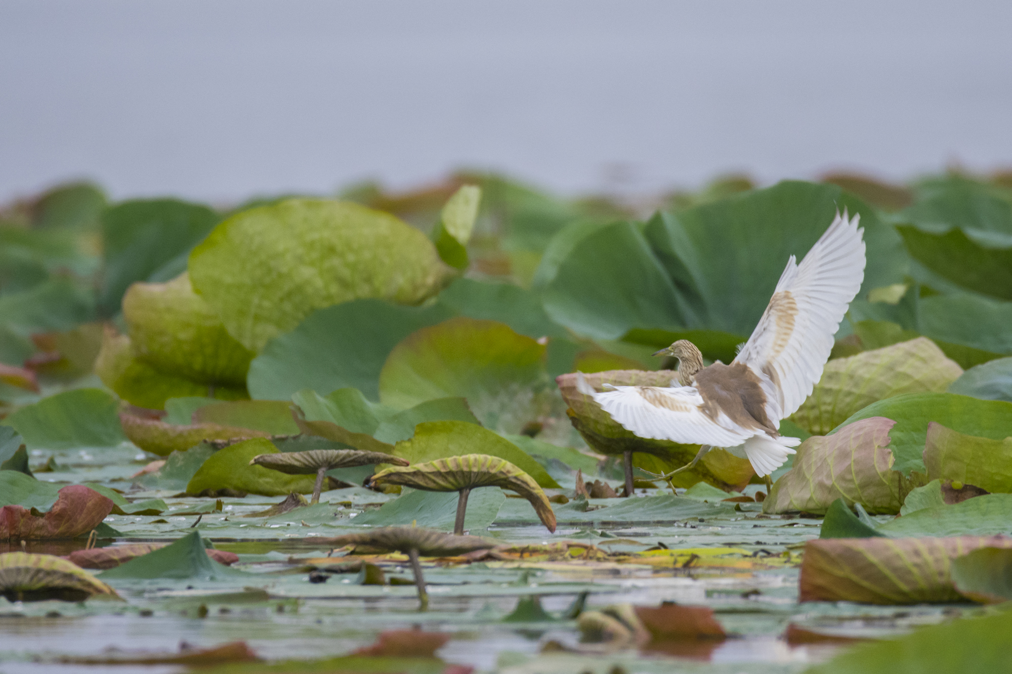 landing in Modena lotus flowers