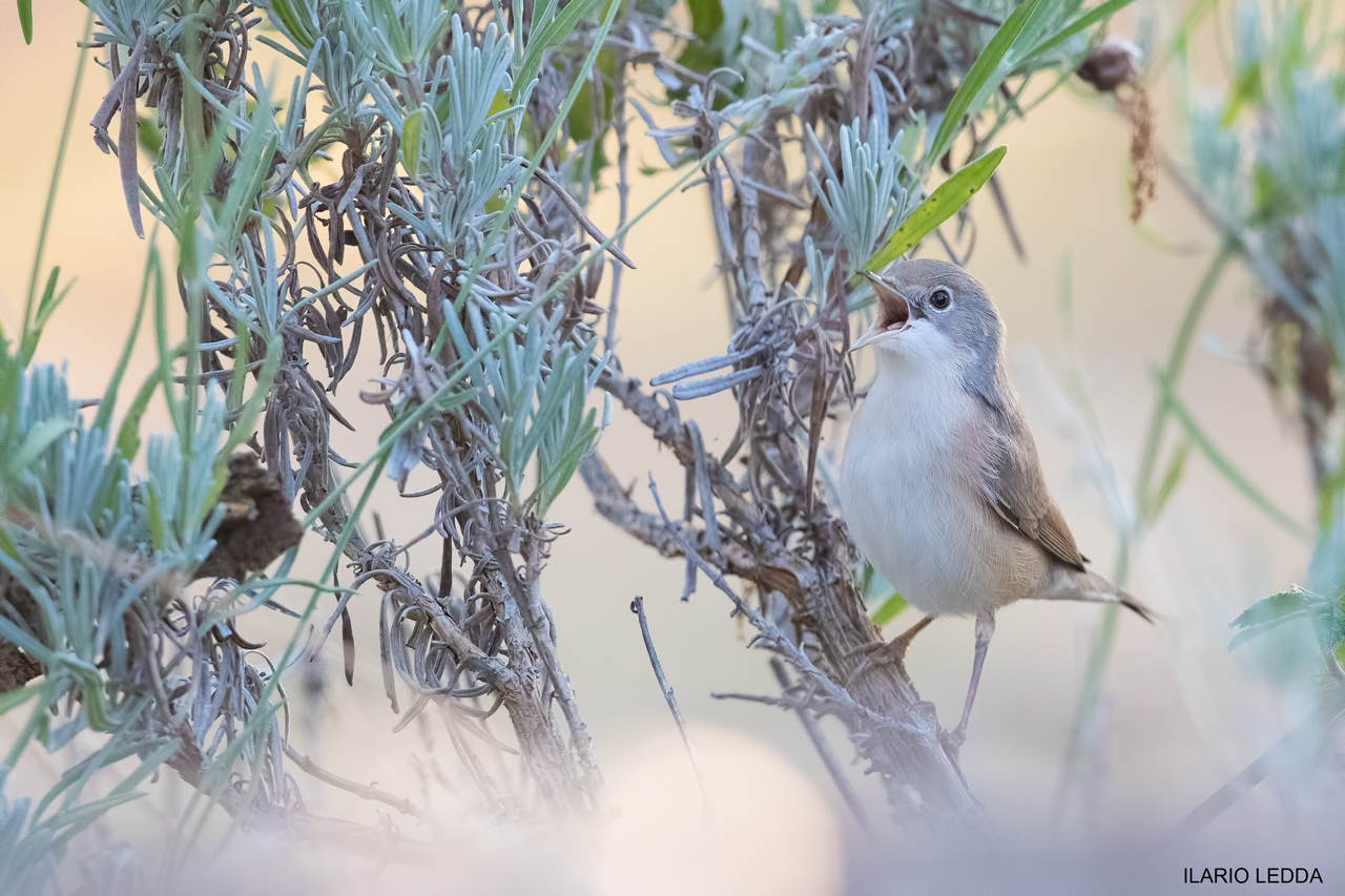 possibile bigiarella