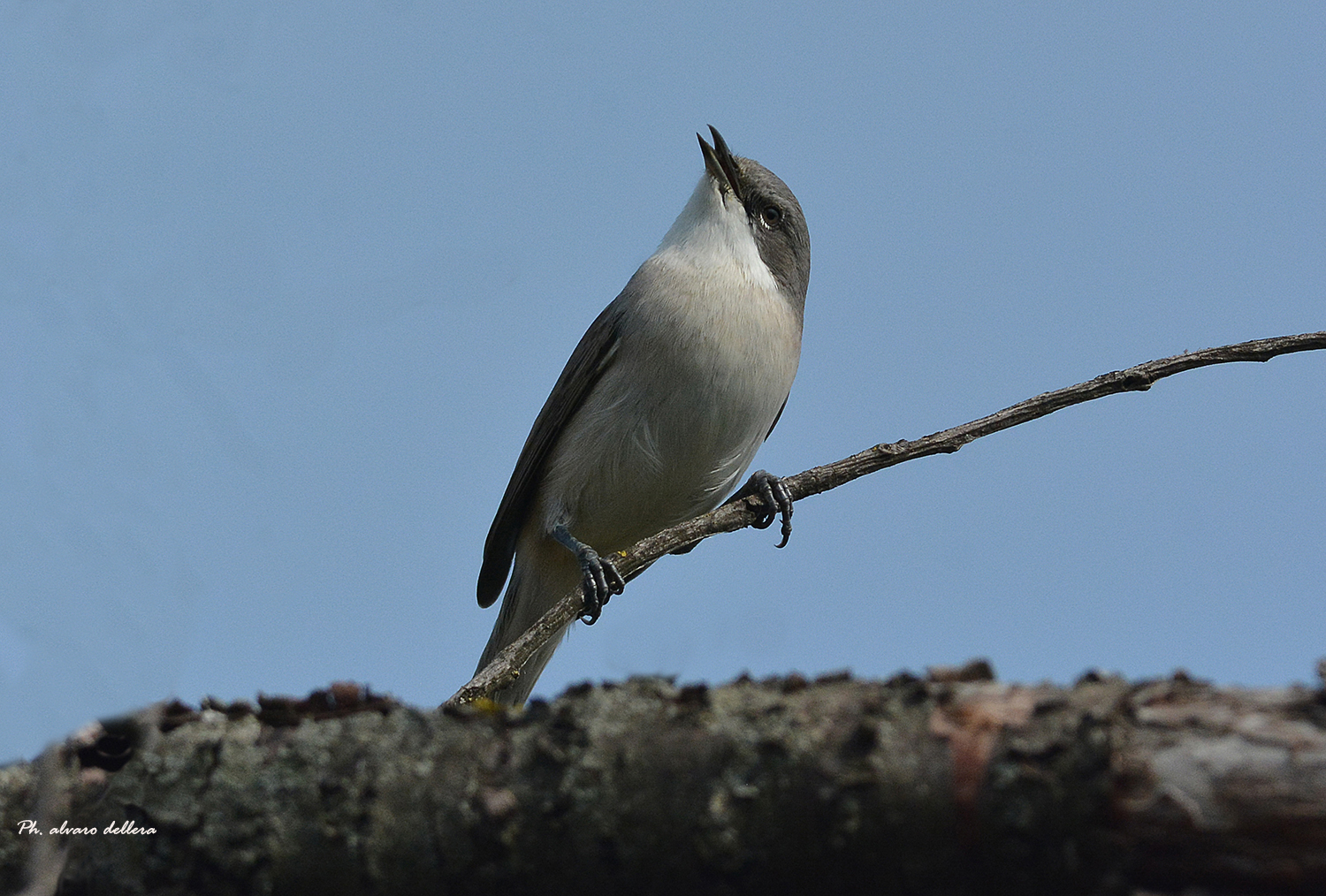 Whitethroat