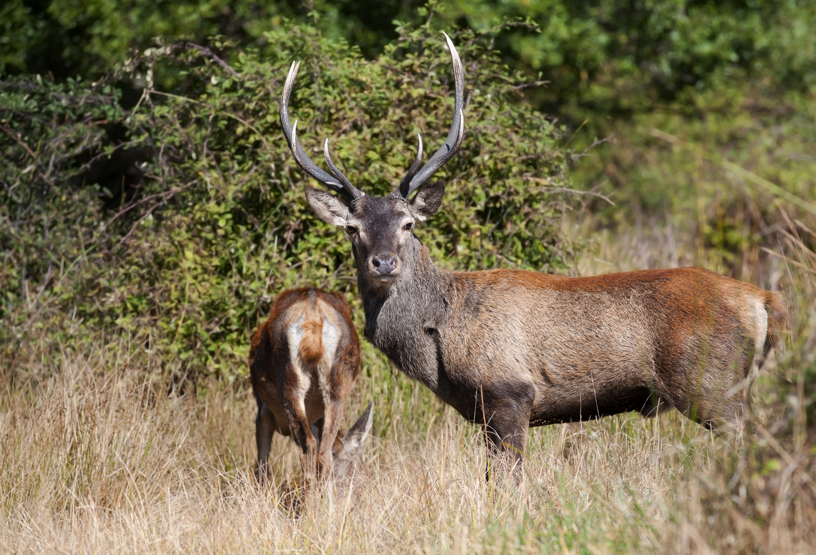 Sardinian deer (Cervus elaphus corsicanus)