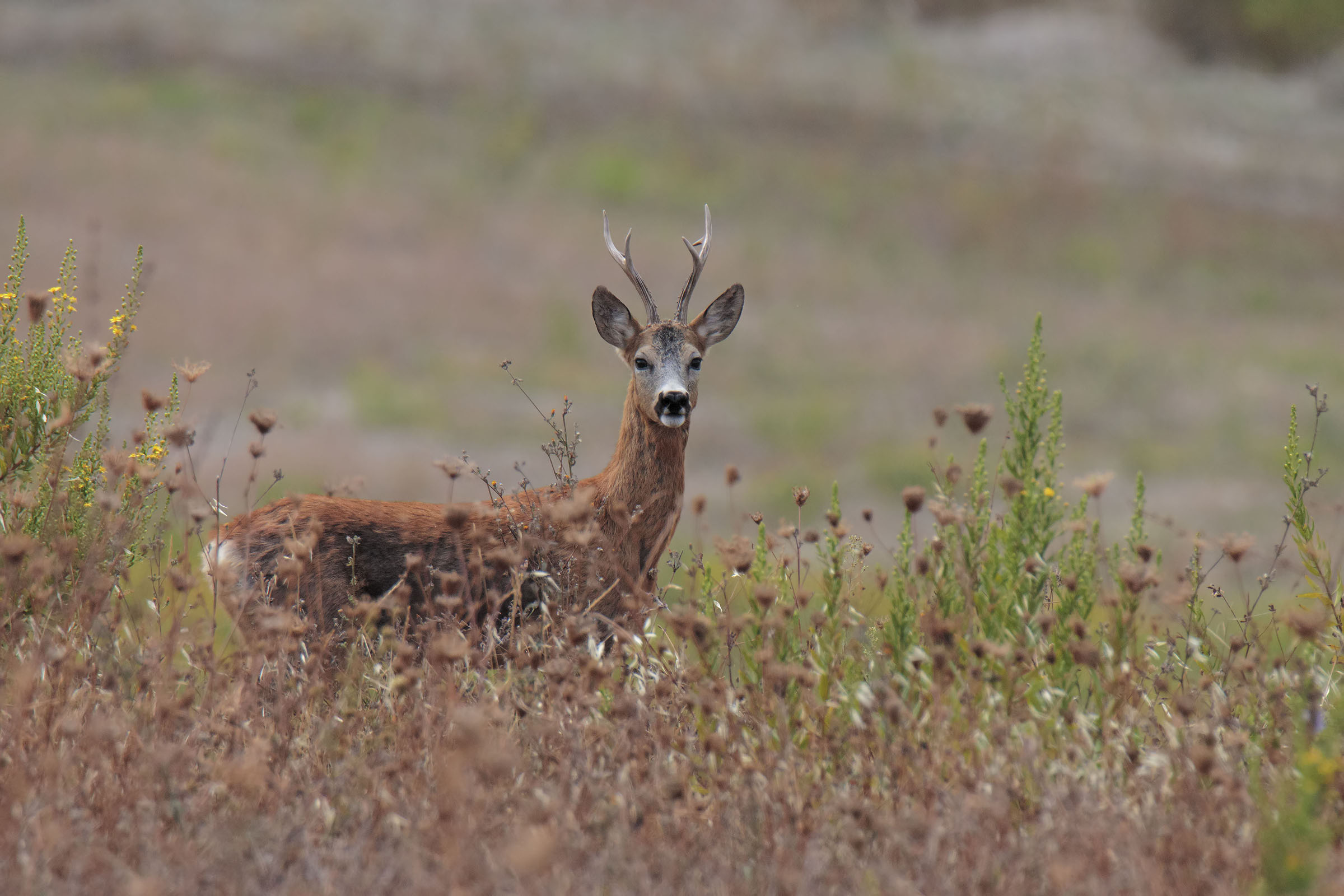 Male chamois