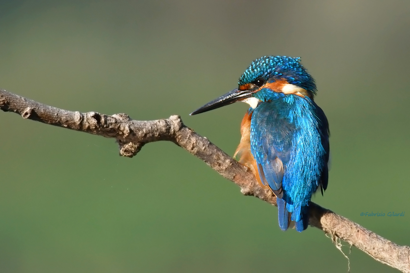 Fisherman Martin (Alcedo atthis)