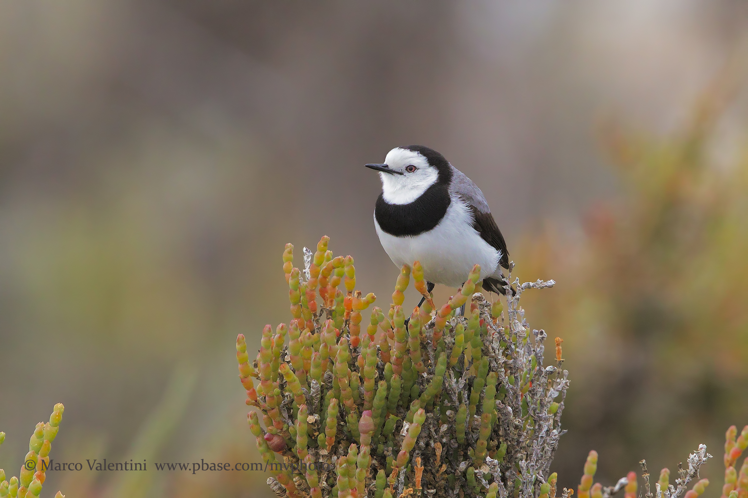 White-fronted chat