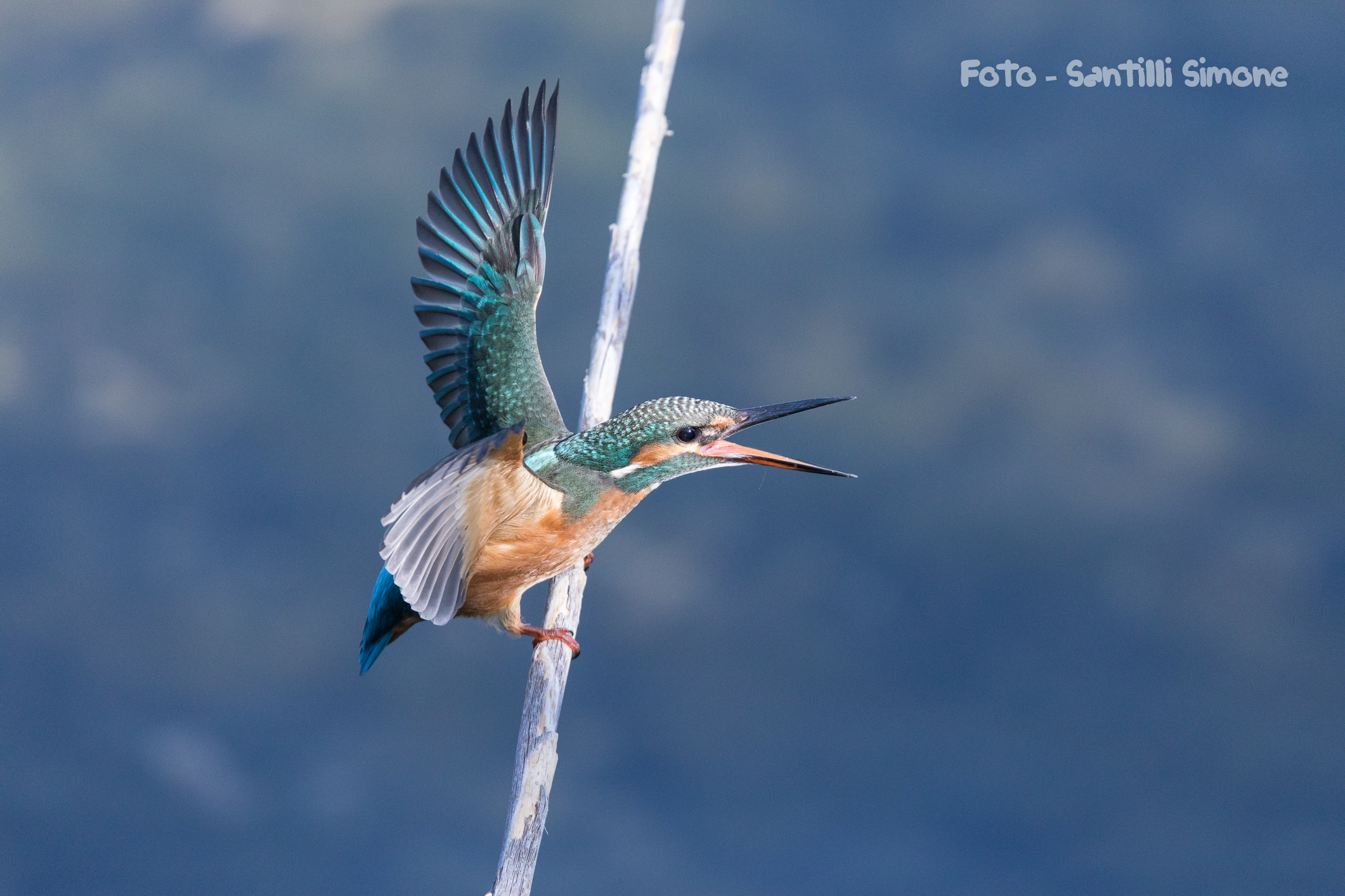 Martin Fisherman in great splendor