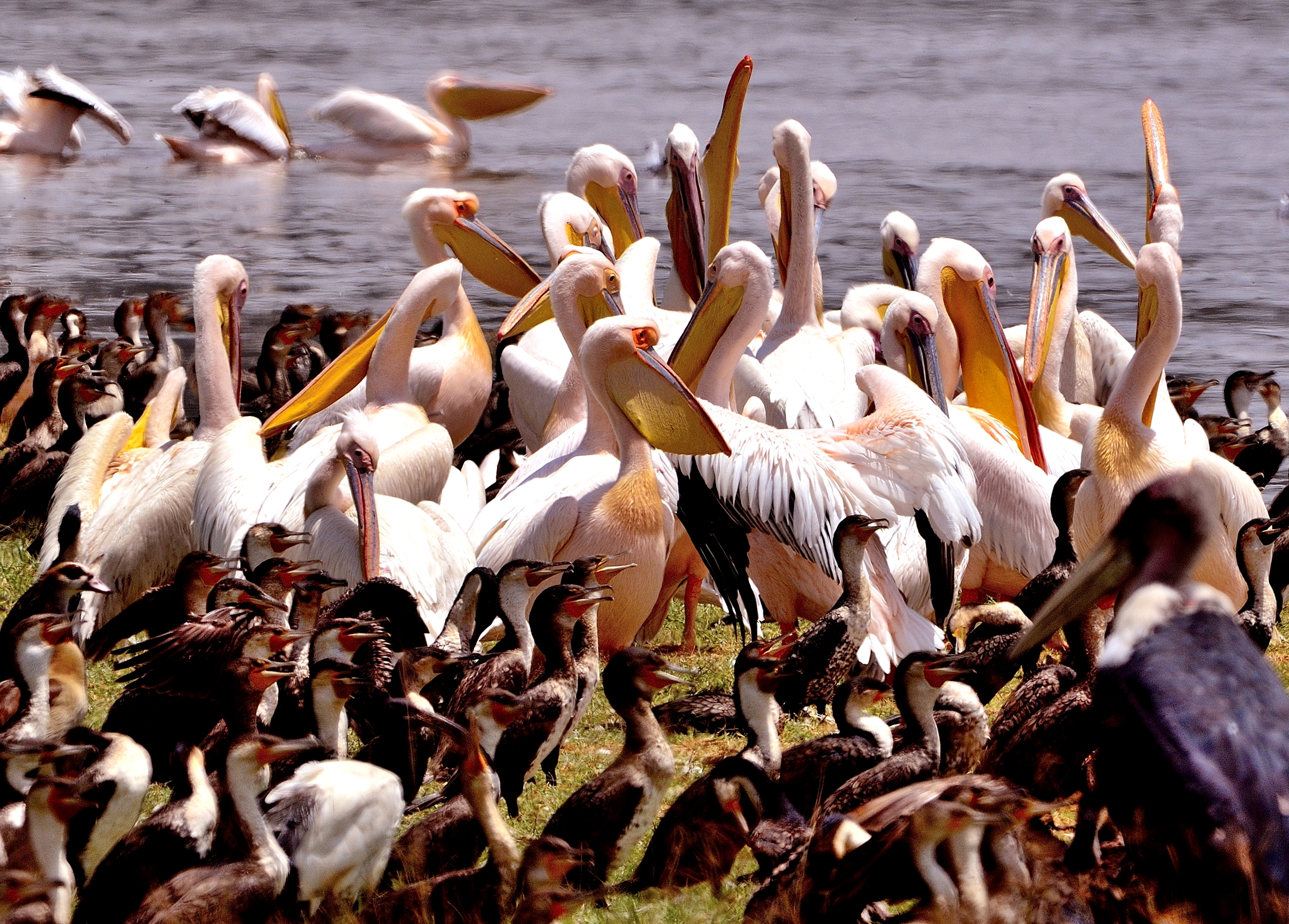 pellicani & cormorani