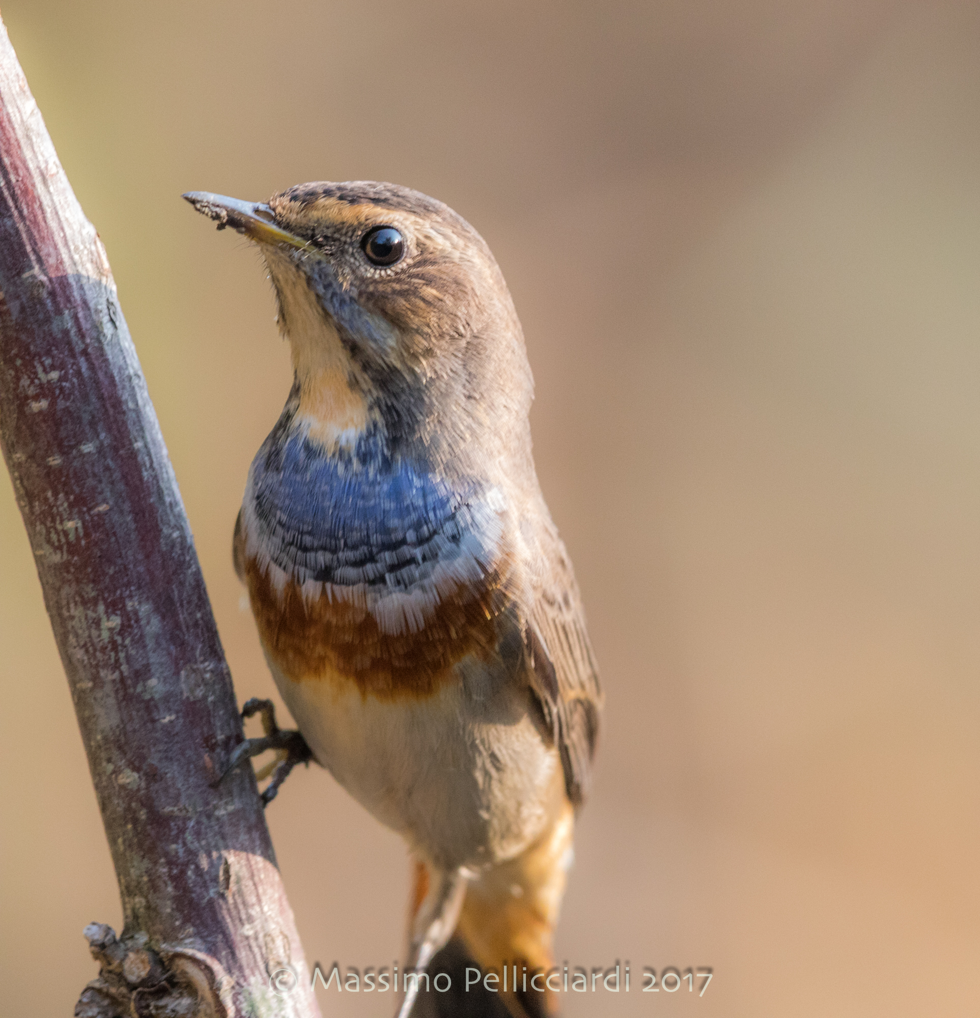 pettazzurro su posatoio
