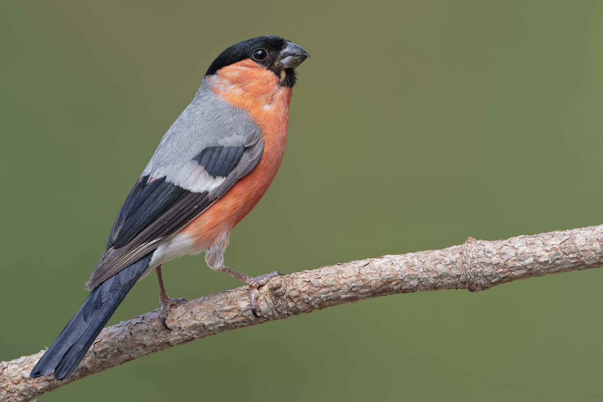 Bullfinch