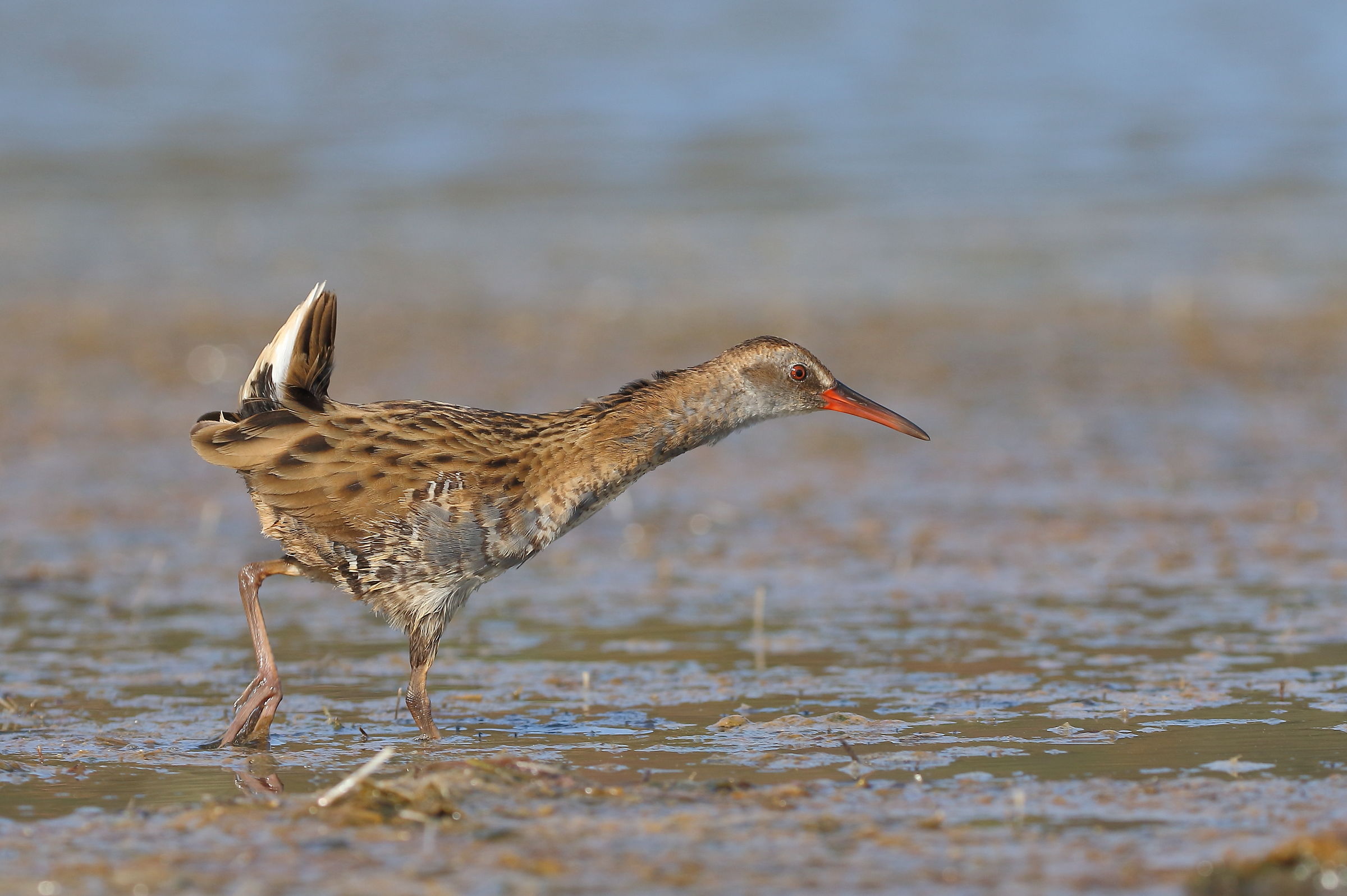 La punta del porciglione
