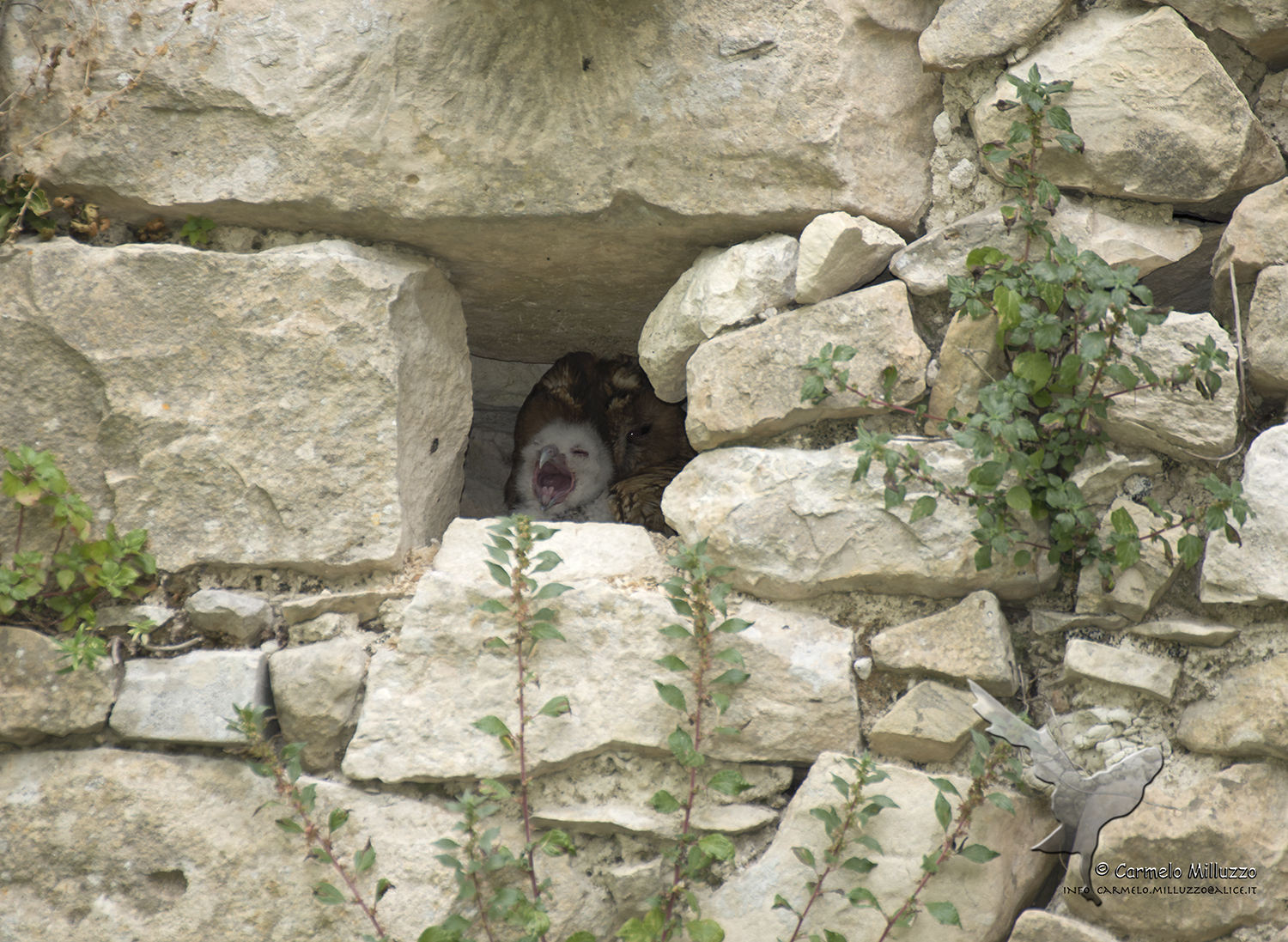 Under the watchful look of her mother _Strix aluco_
