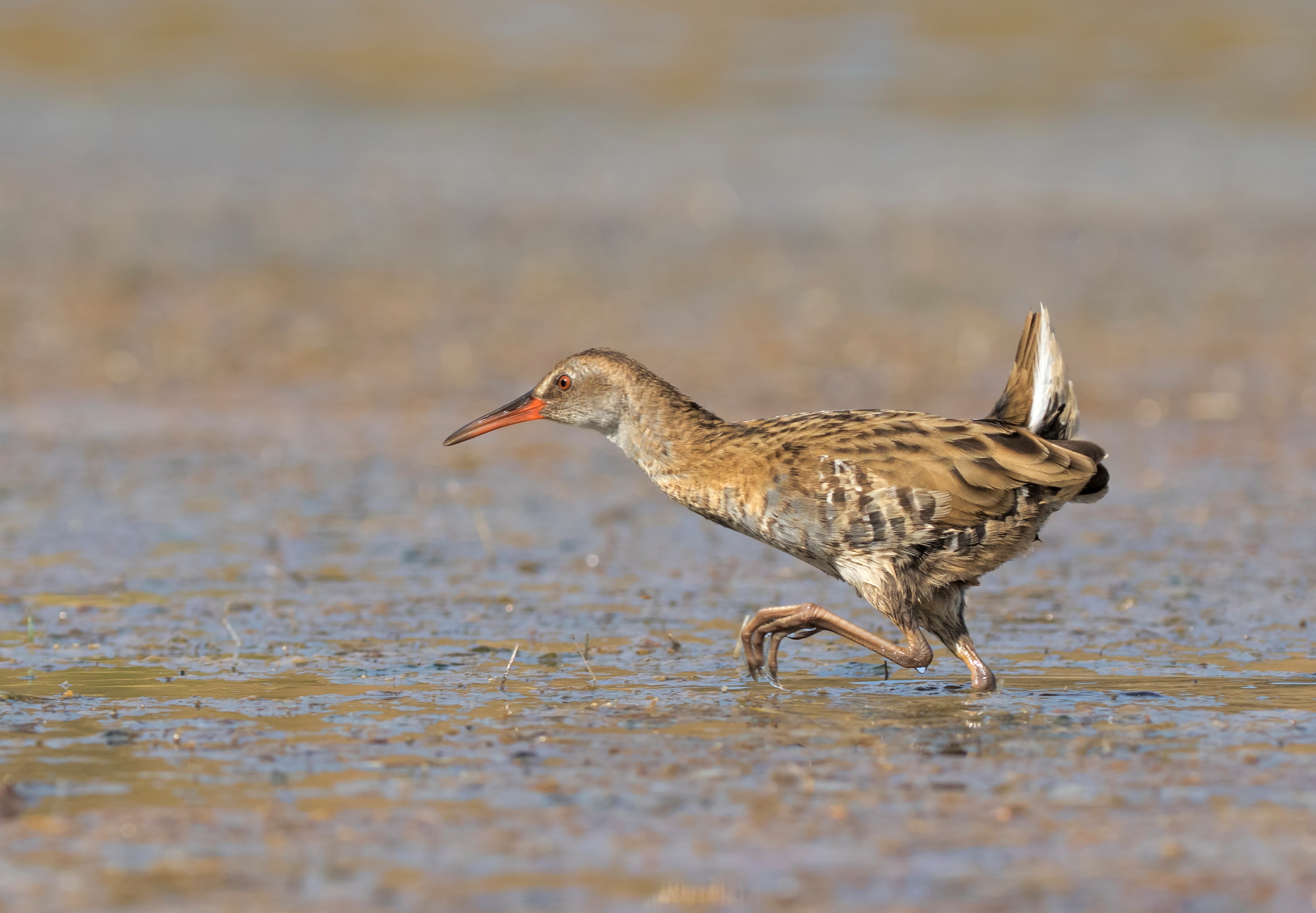 Water Rail