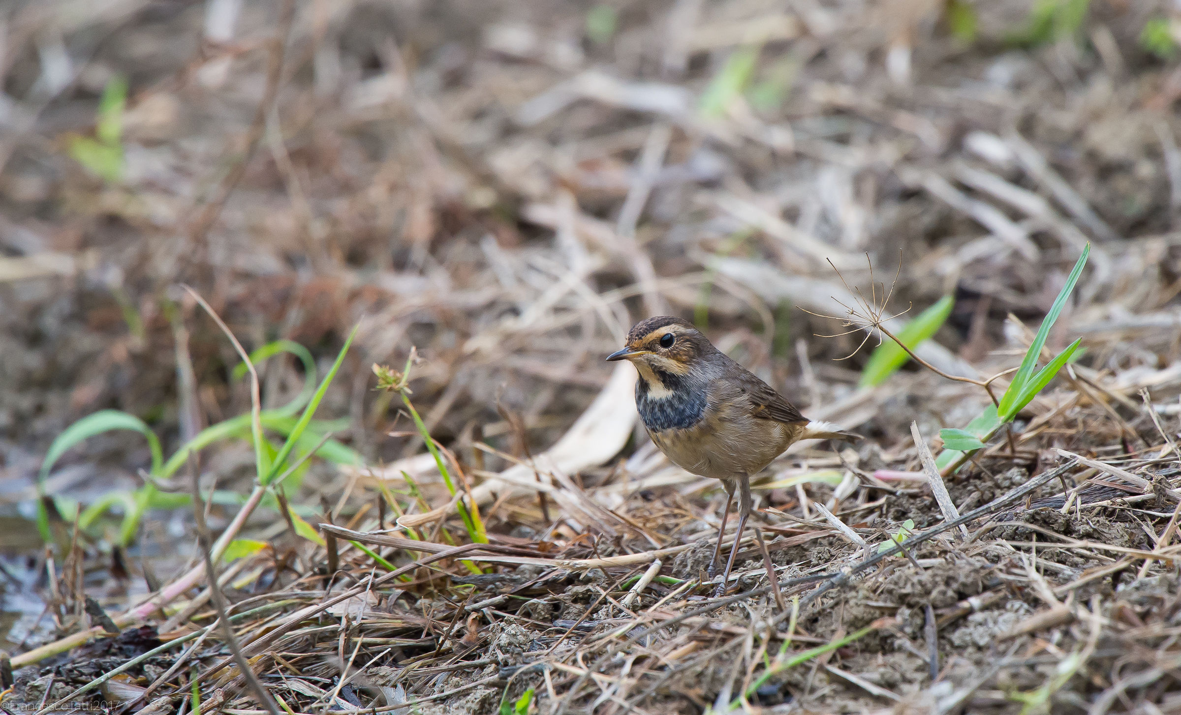 Bluethroat