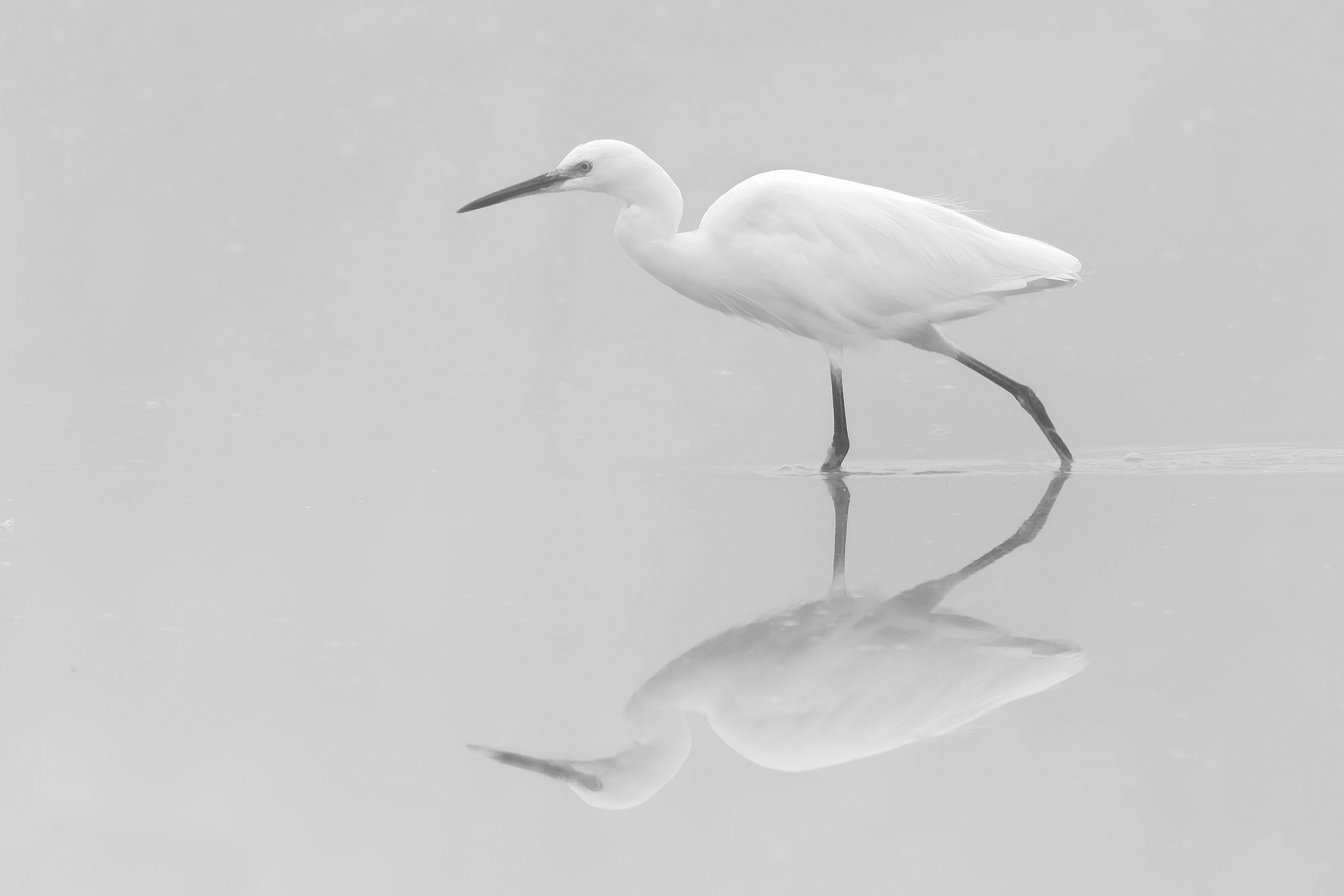 Garzetta in the fog ...