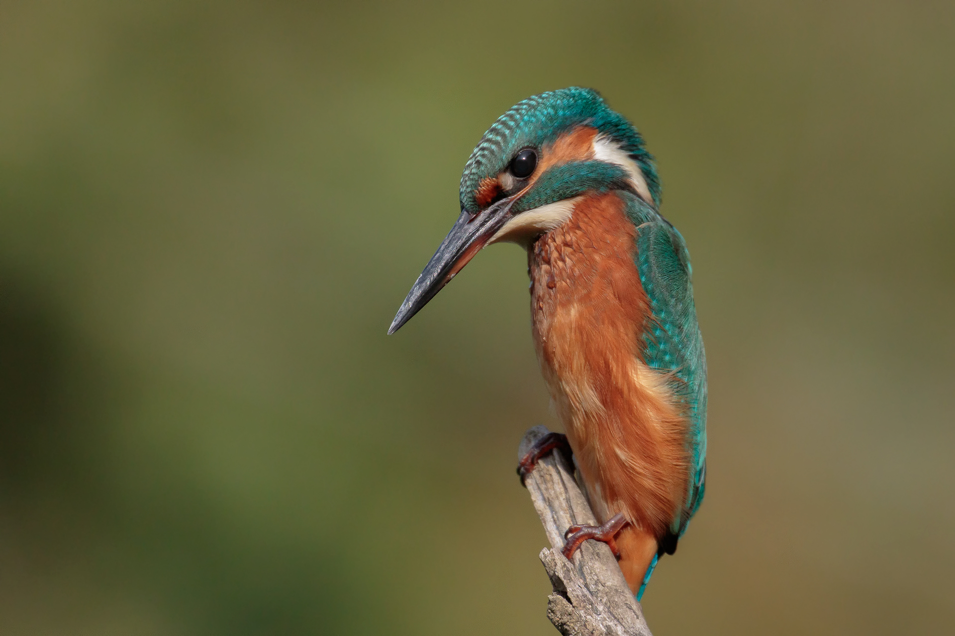 Martin fisherman_female