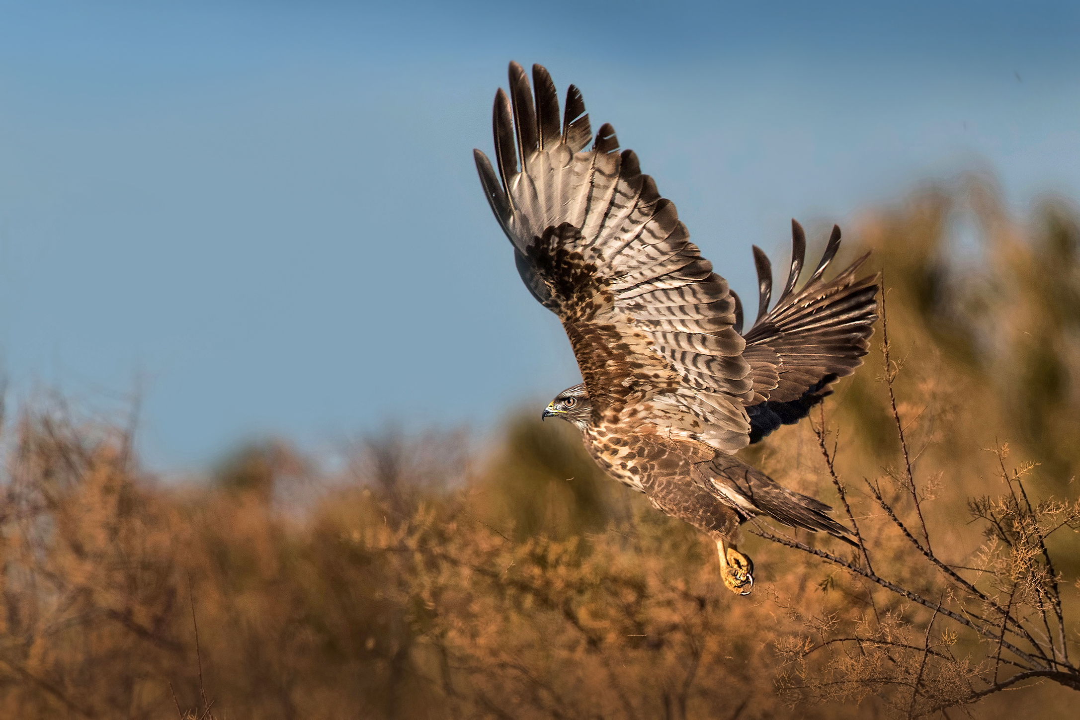 buzzard