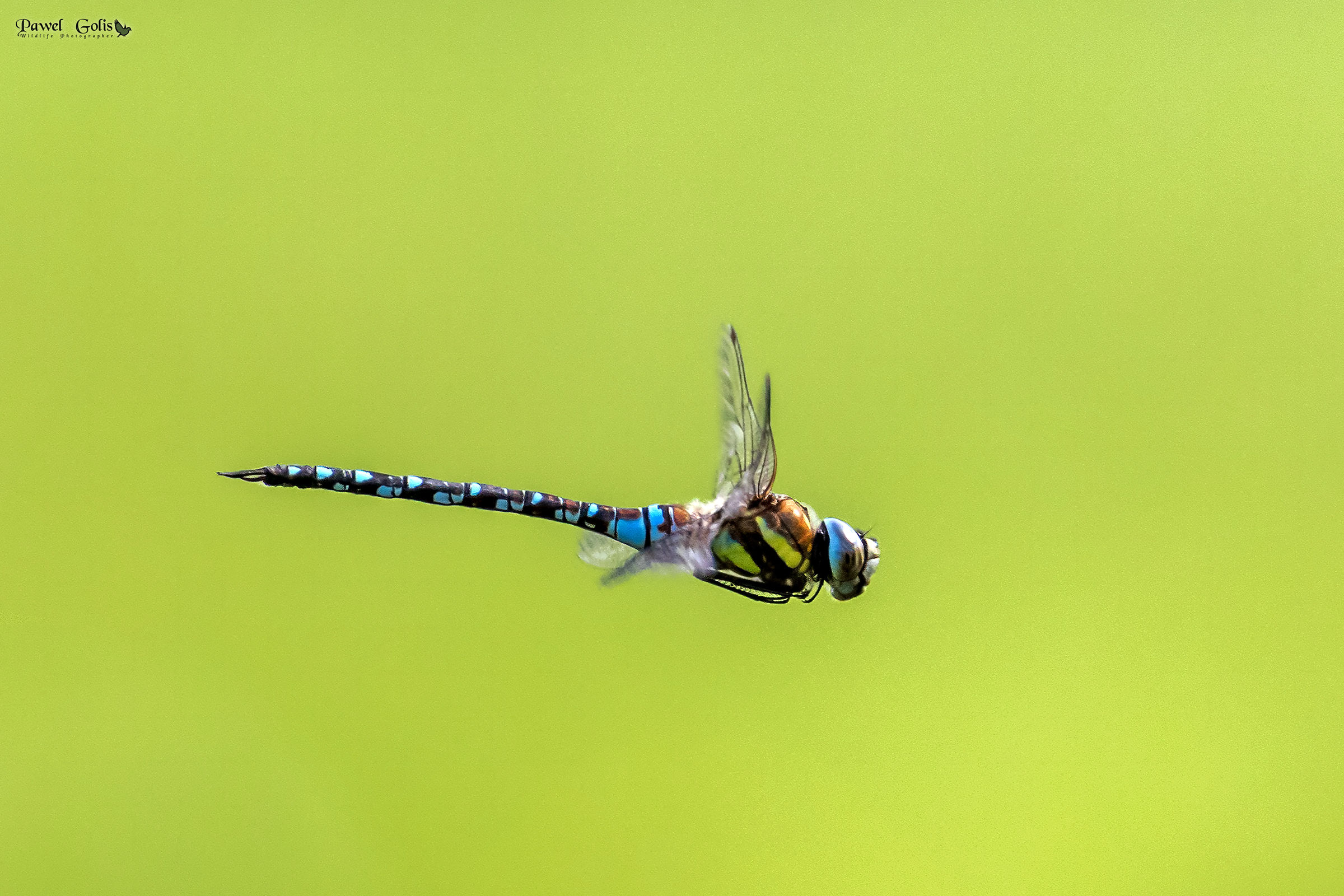 Migrant hawker (Aeshna mixta)