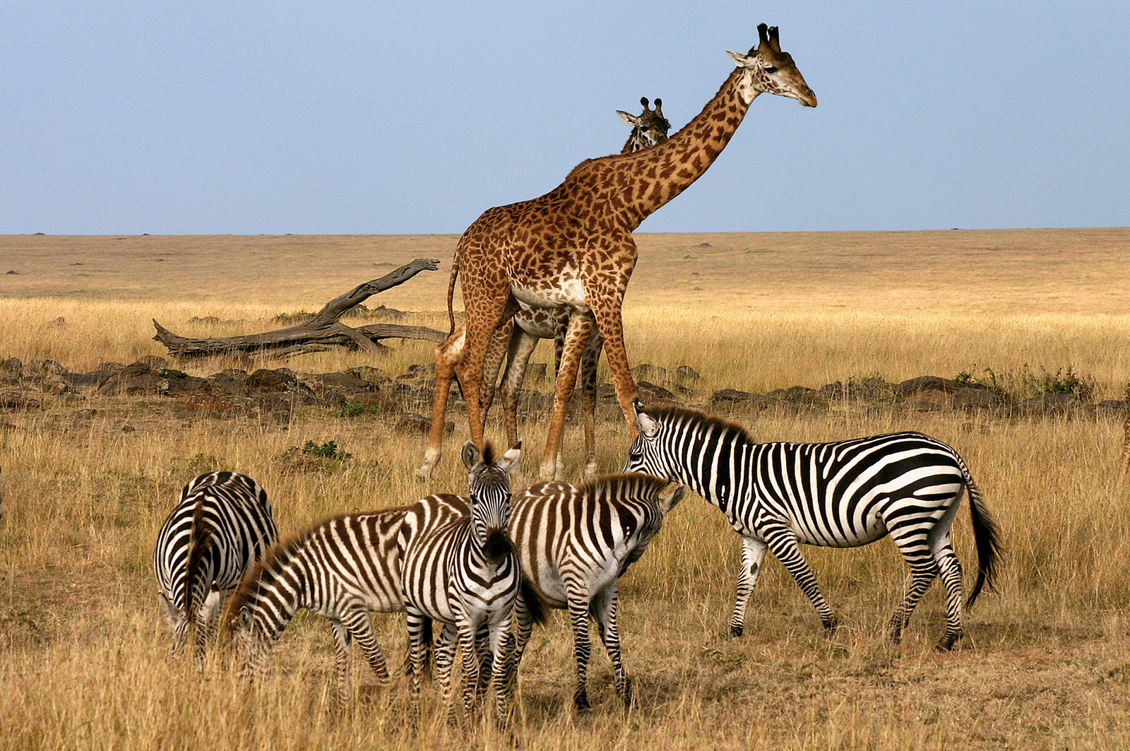 Giraffes and zebras