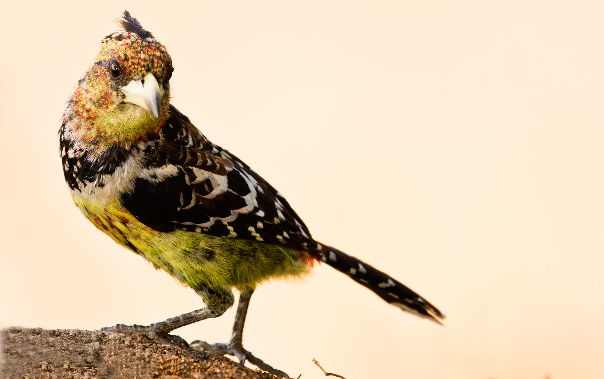 Picchio di Vaillant o Barbuto Crestato